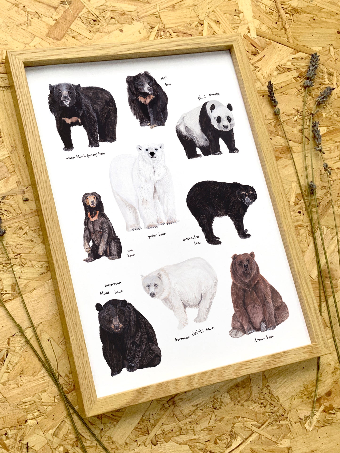 Bears of the World Print