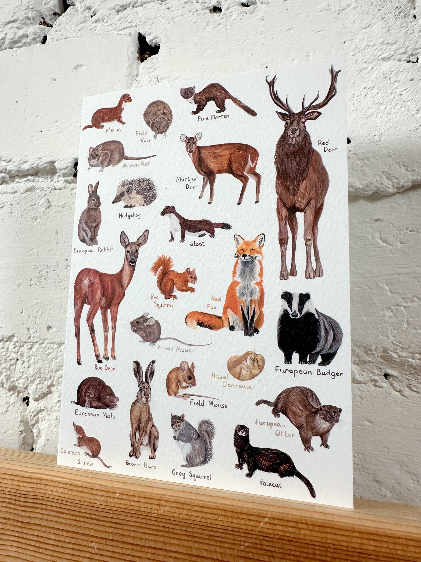 Woodland Animals Card