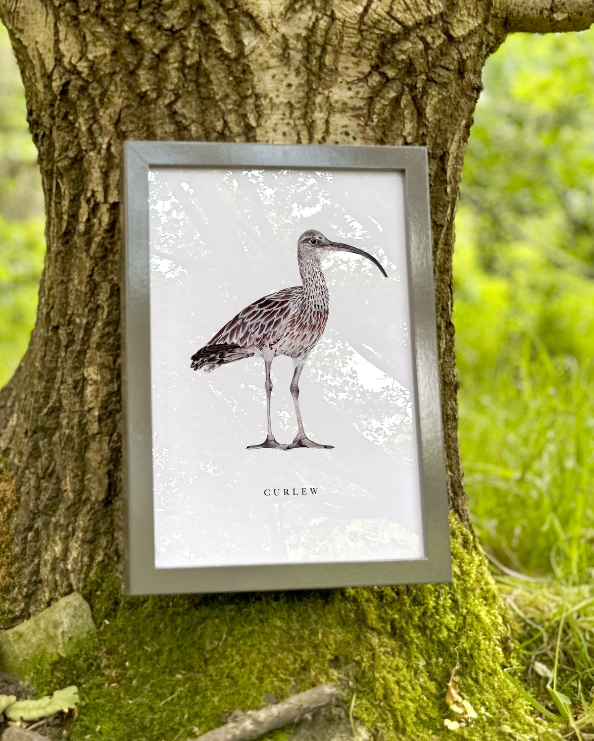 Curlew Art Print
