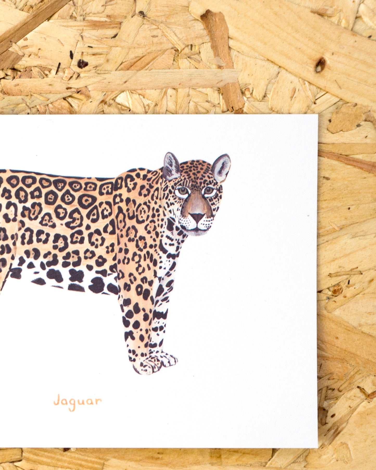 Jaguar Postcard