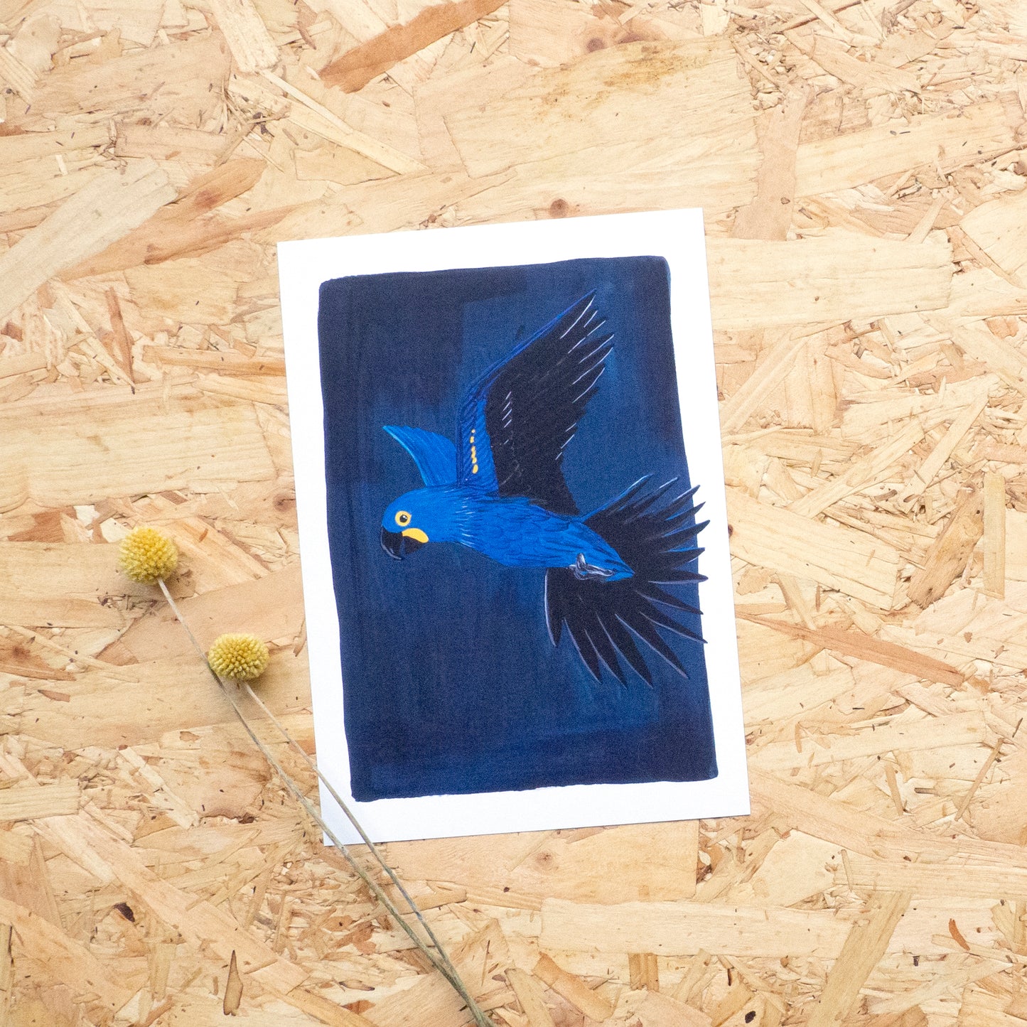 Hyacinth Macaw Print
