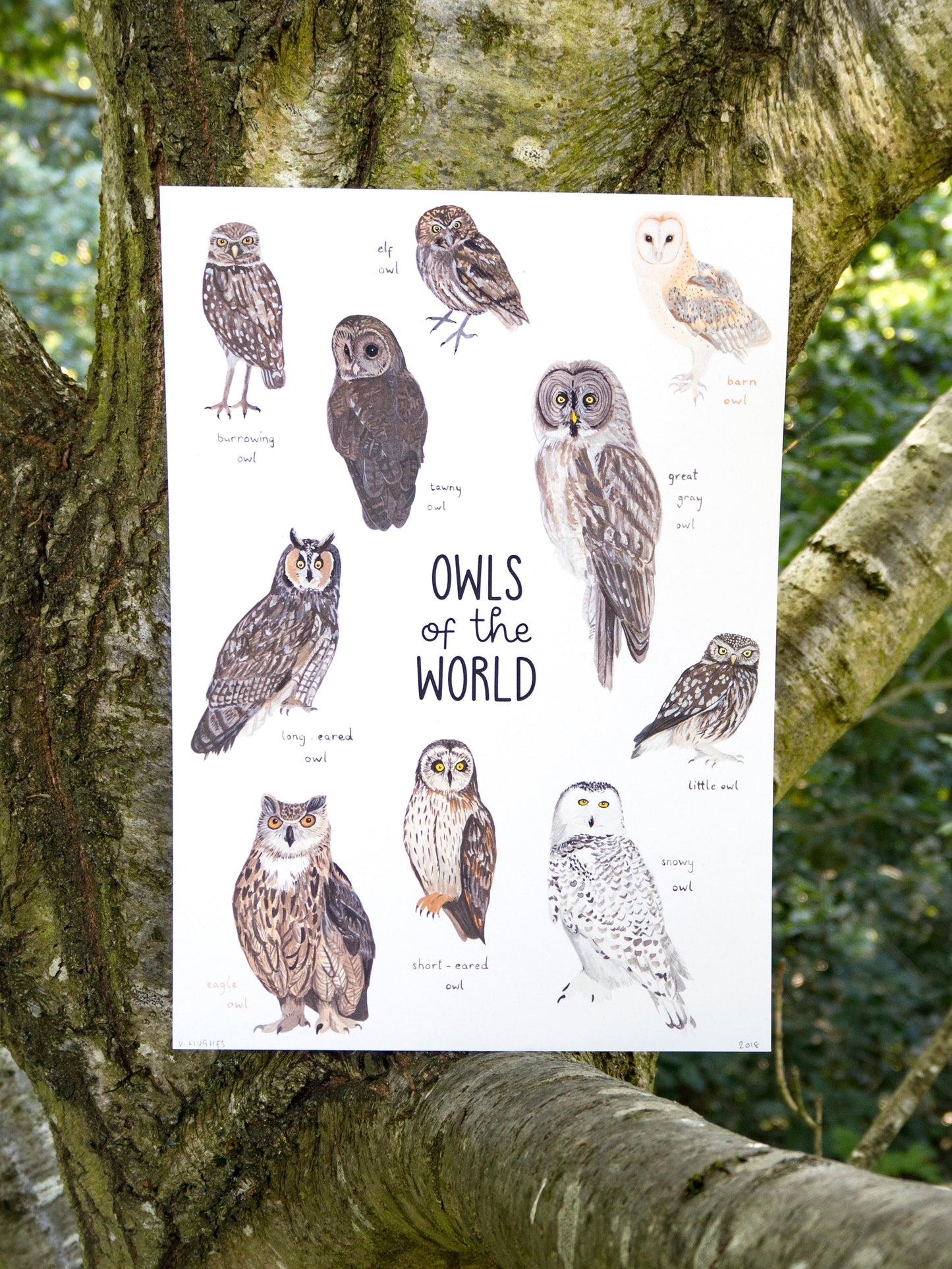 Owls of the World Print
