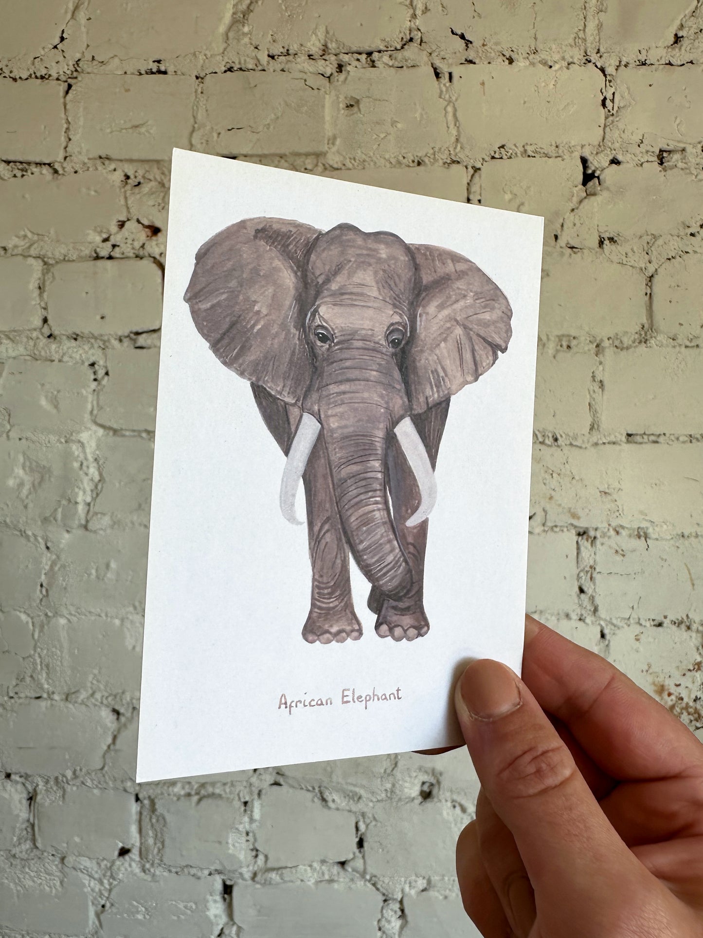 African Elephant Postcard