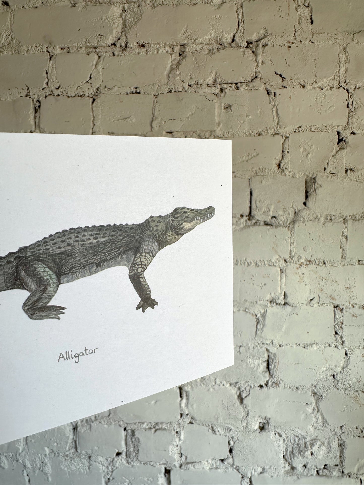 Alligator Postcard