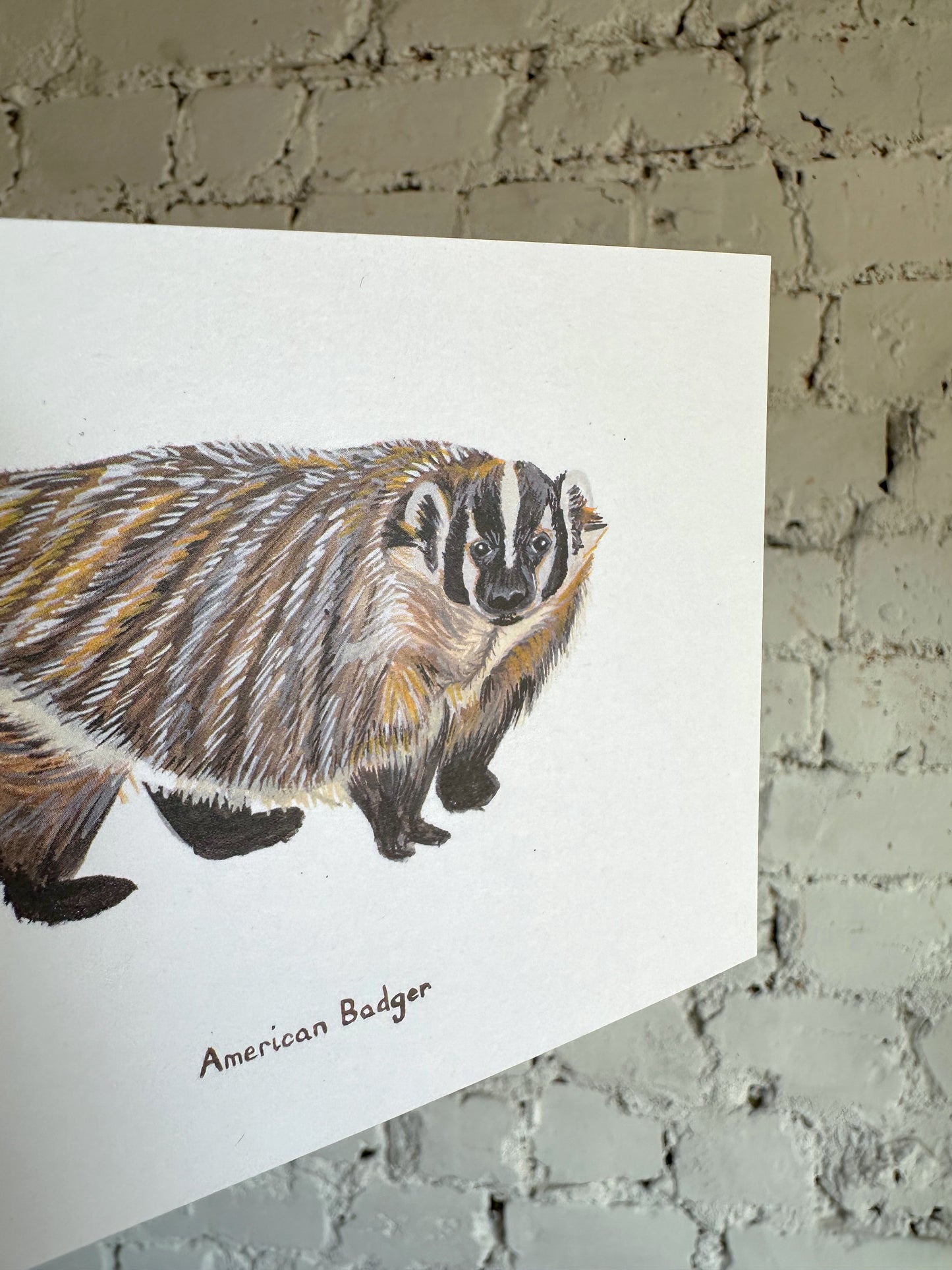 American Badger Postcard