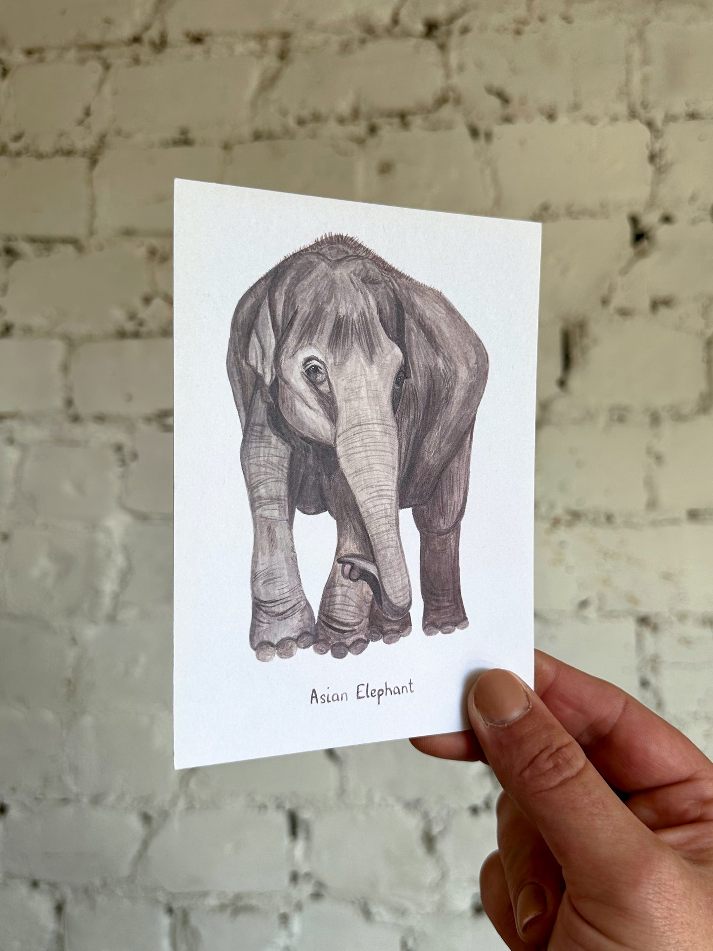 Asian Elephant Postcard