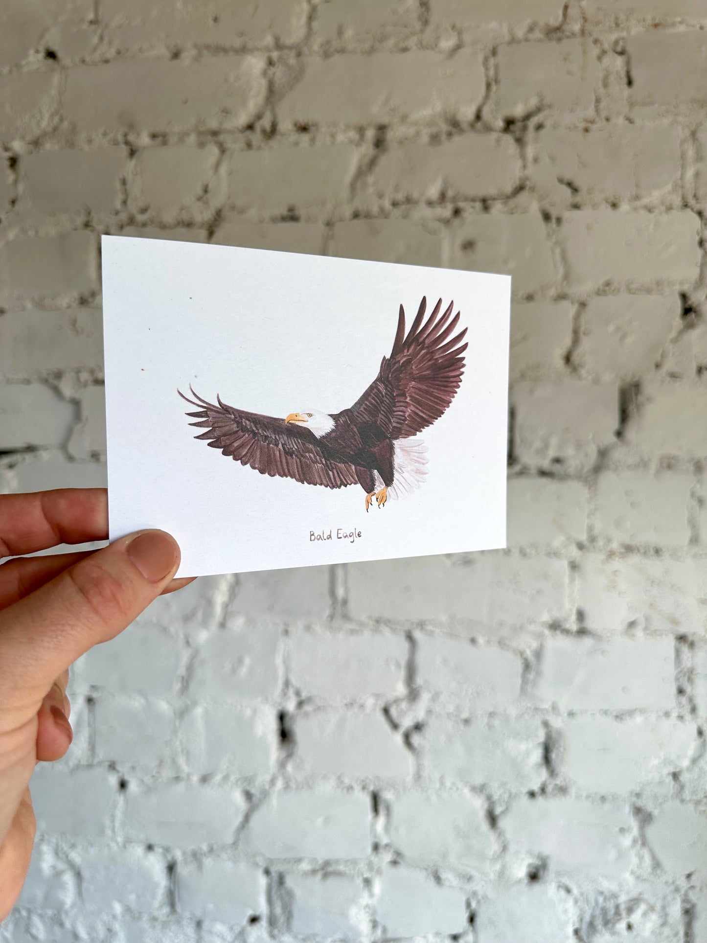 Bald Eagle Postcard