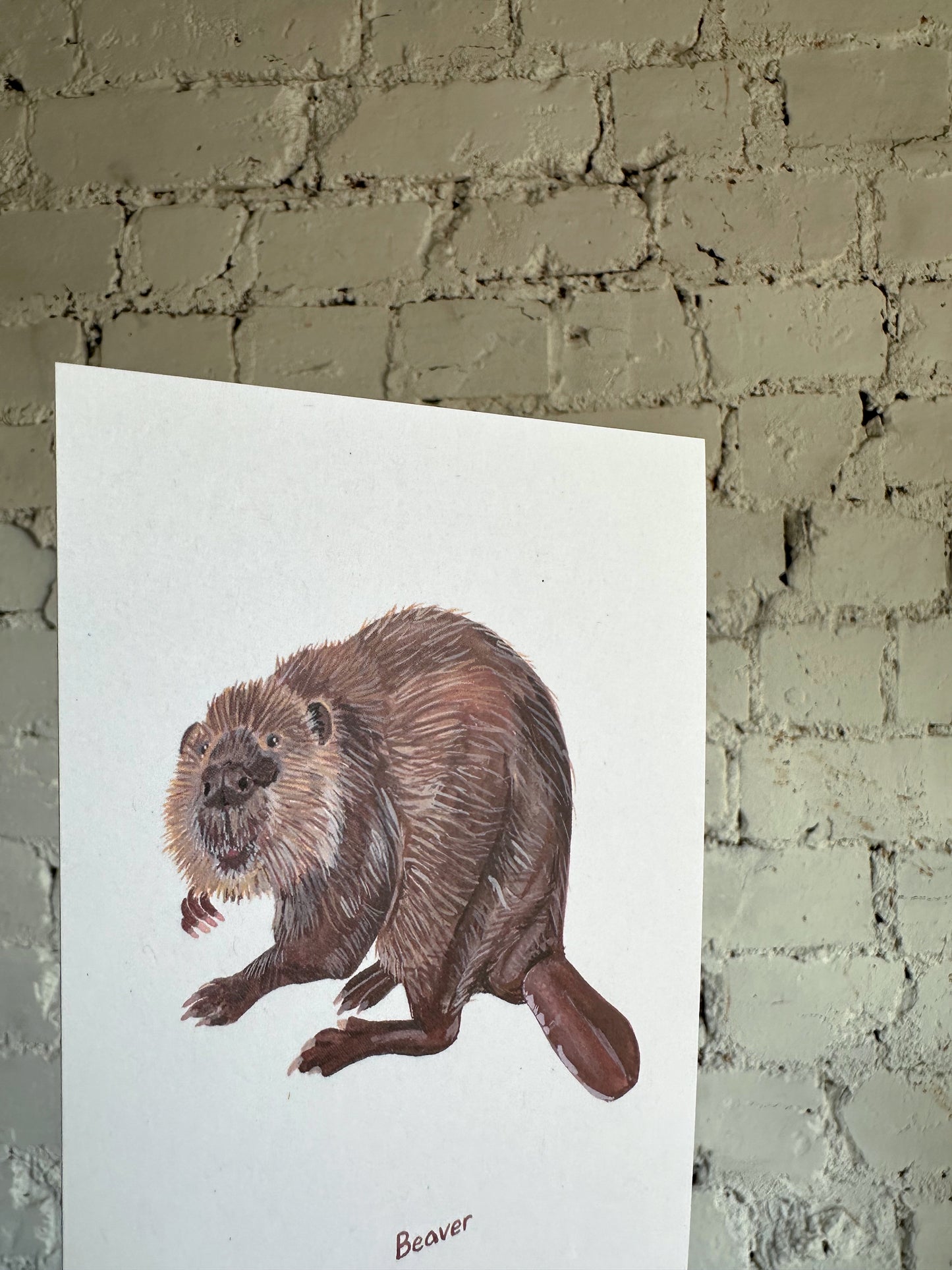 Beaver Postcard