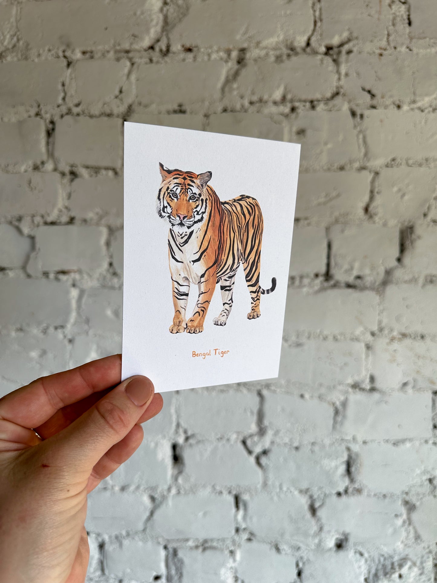 Bengal Tiger Postcard