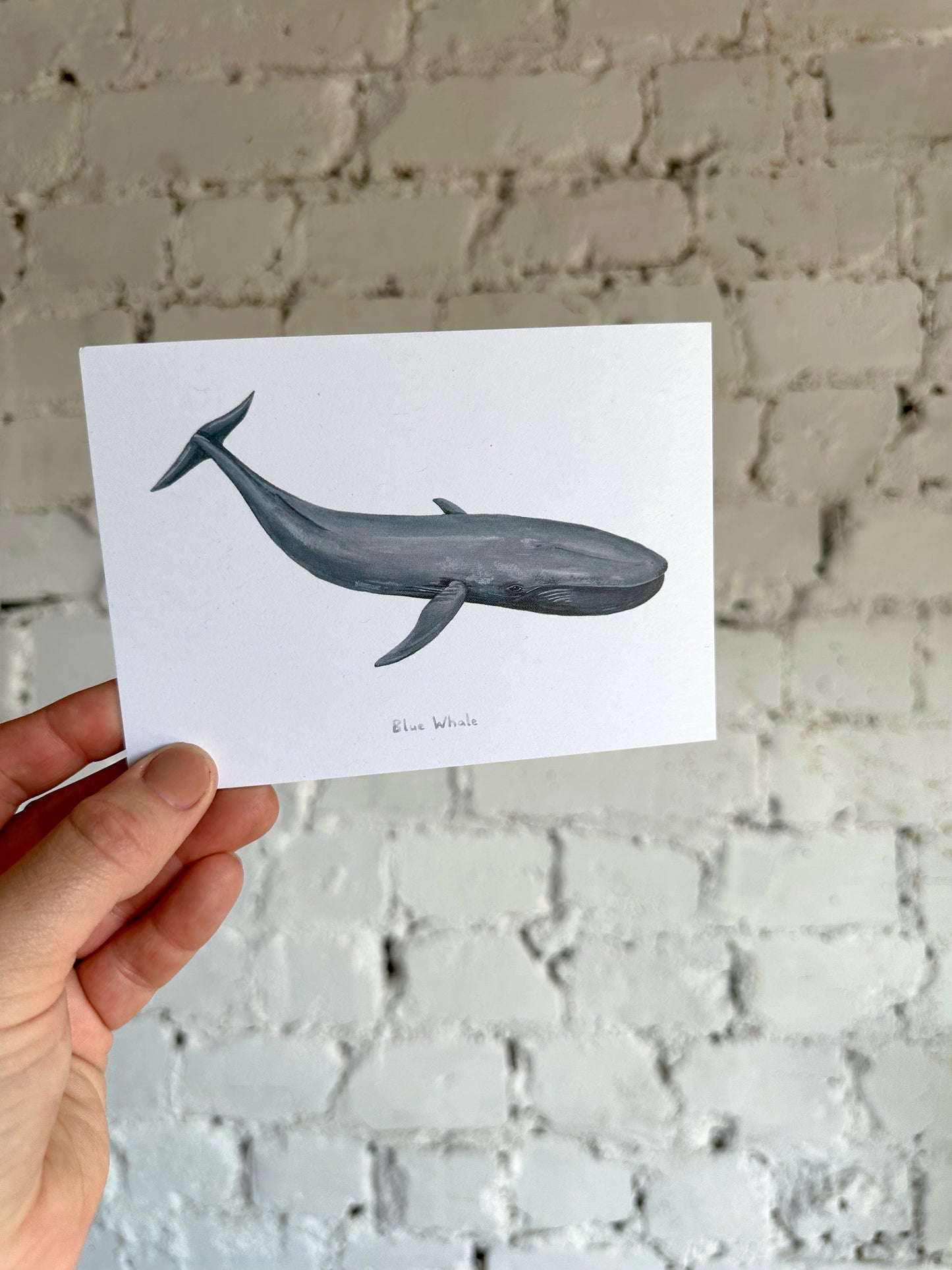 Blue Whale Postcard