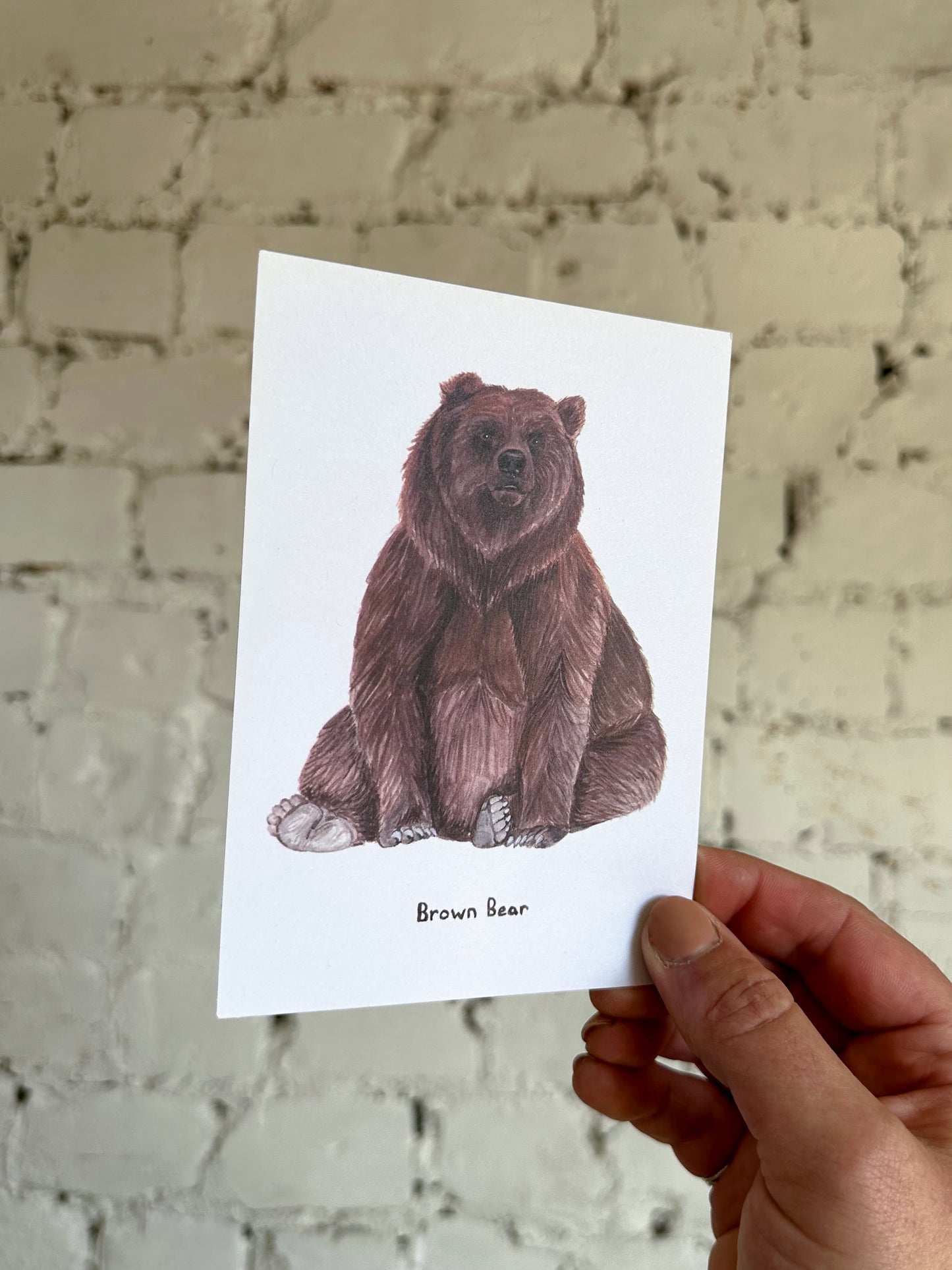 Brown Bear Postcard