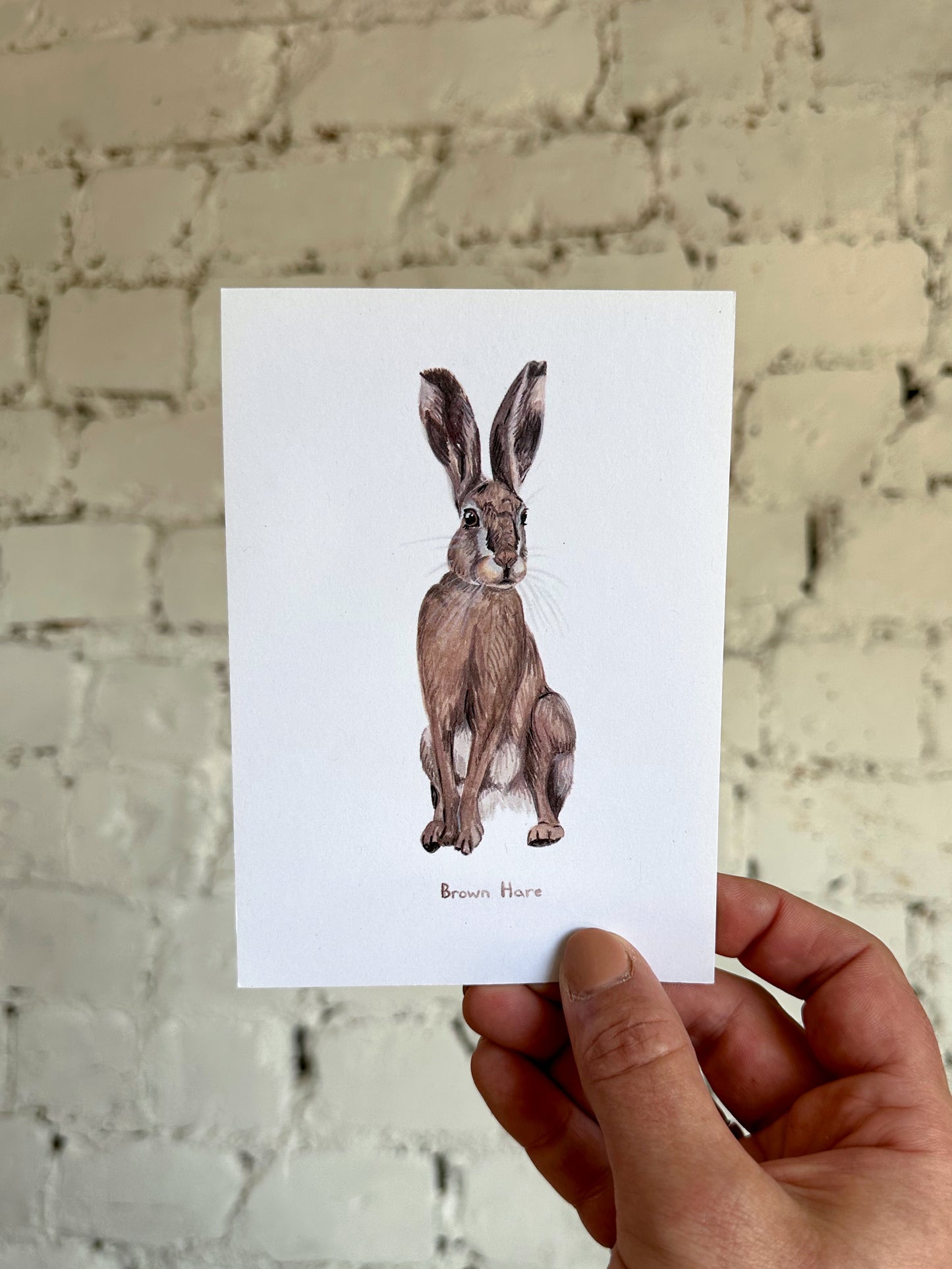 Brown Hare Postcard