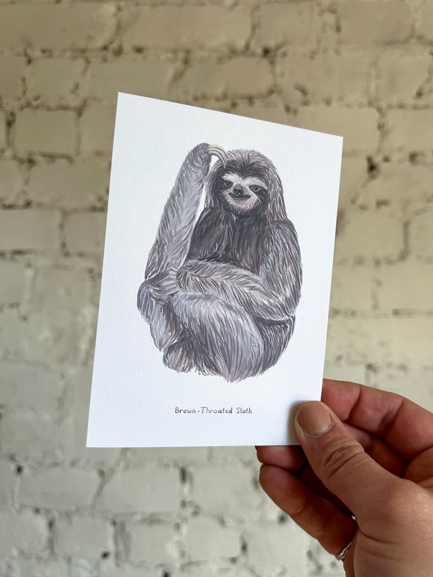 Brown Sloth Postcard