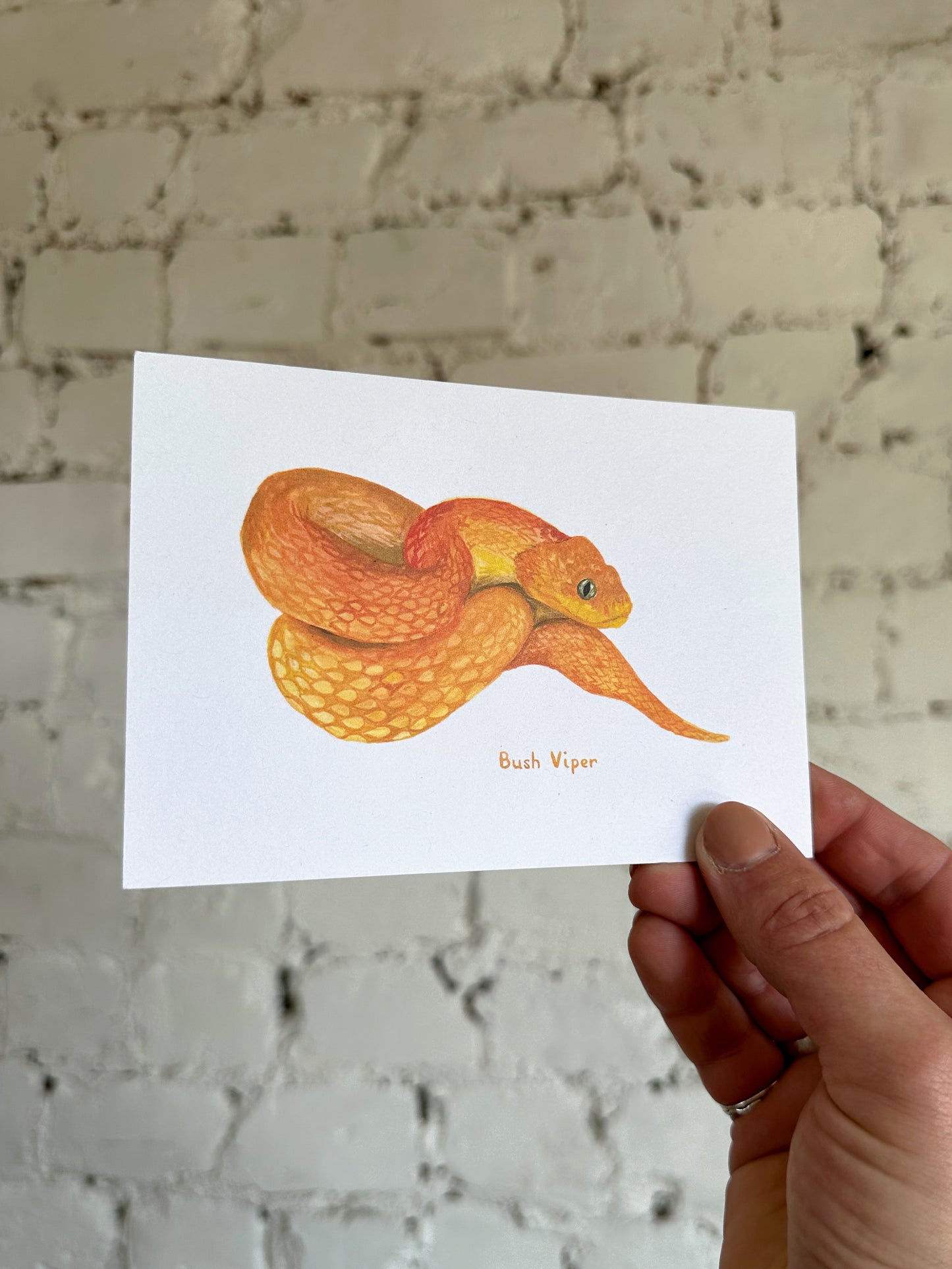 Bush Viper Postcard