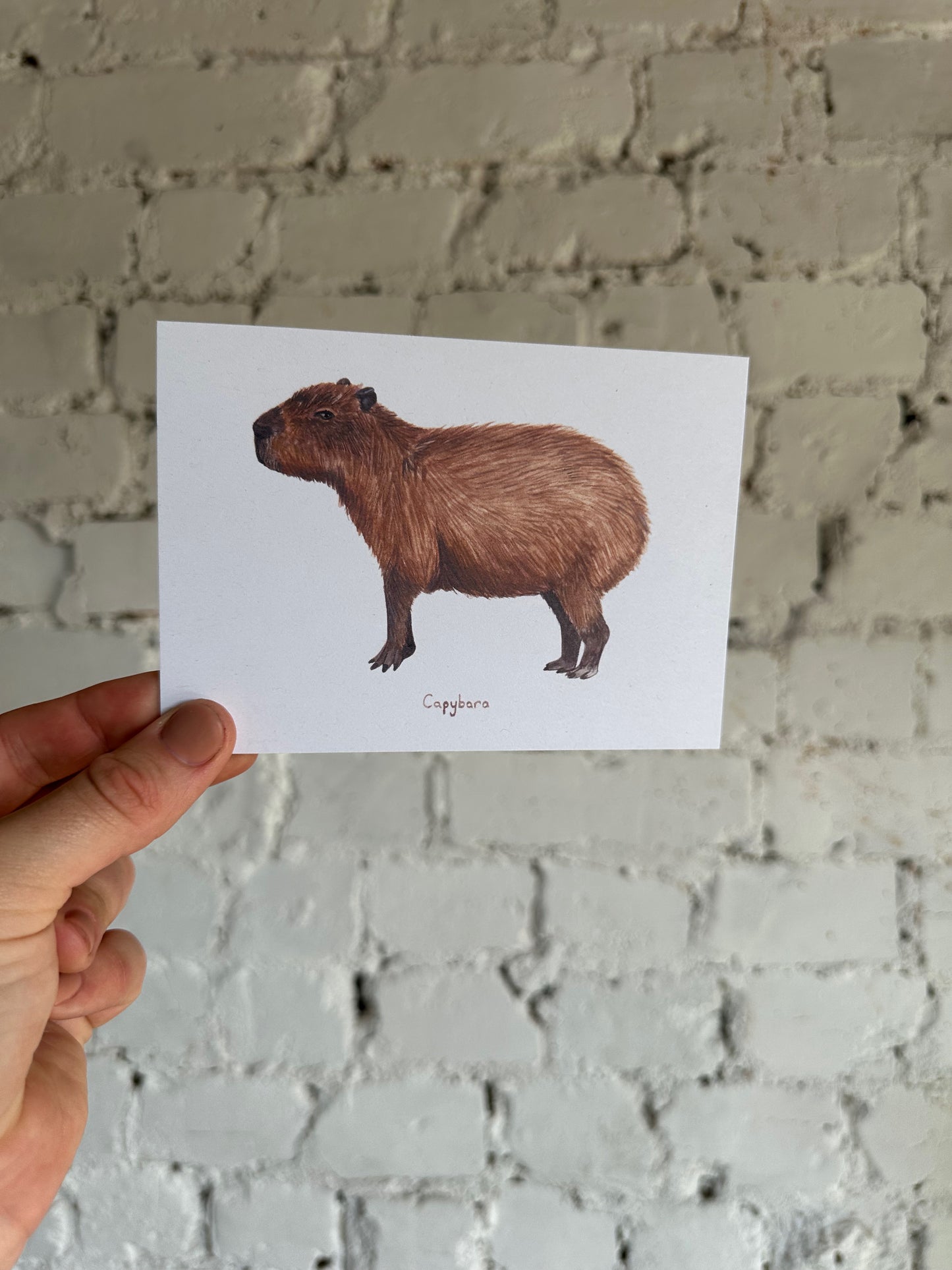 Capybara Postcard