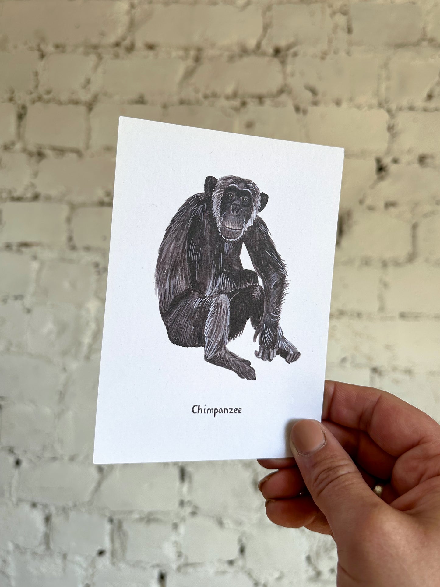 Chimpanzee Postcard
