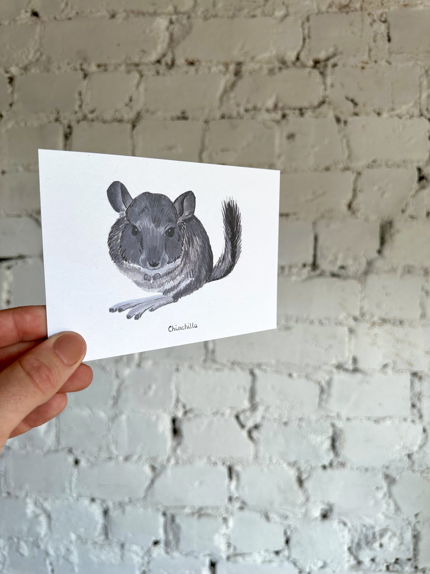 Chinchilla Postcard