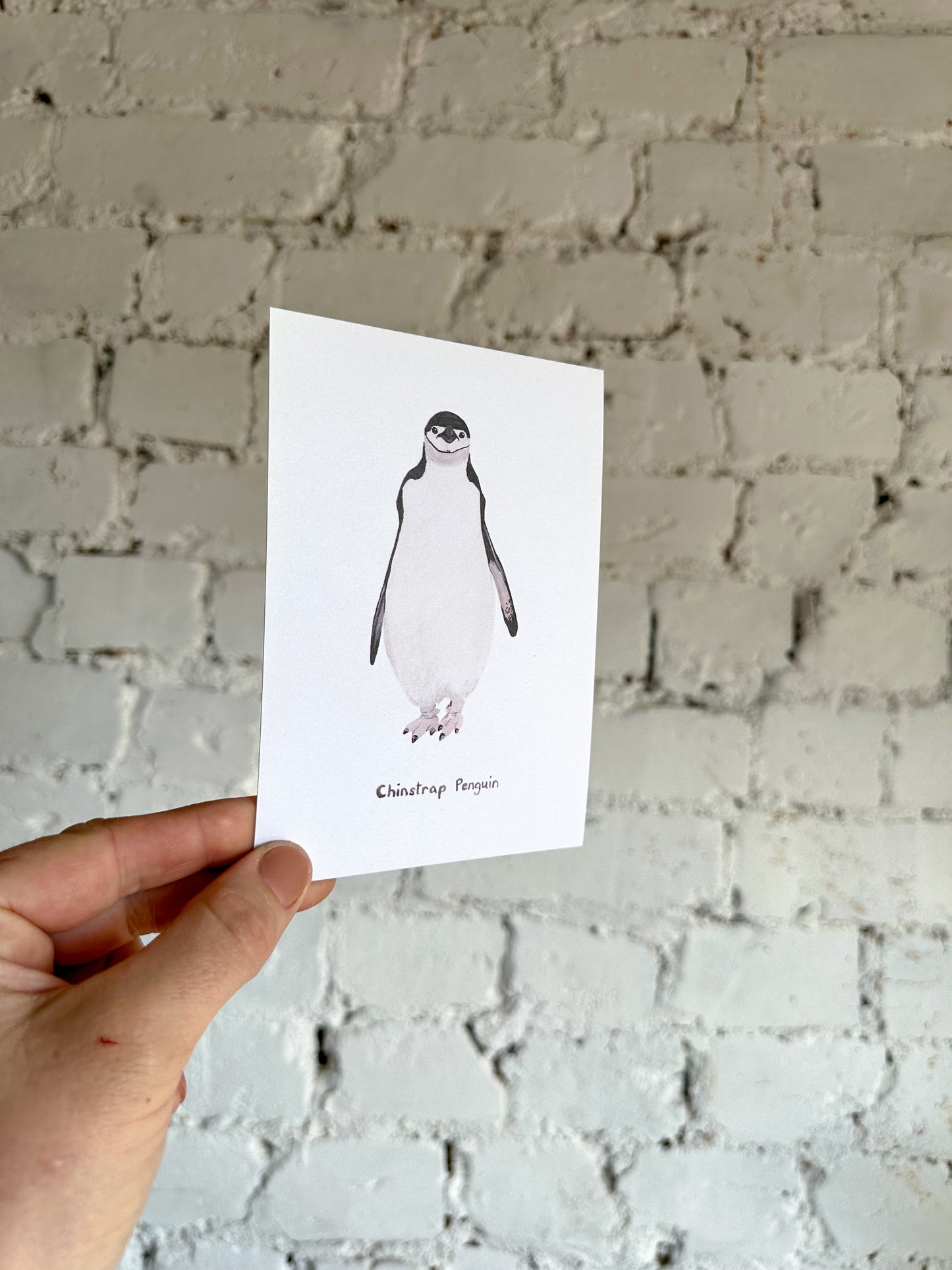 Chinstrap Penguin Postcard