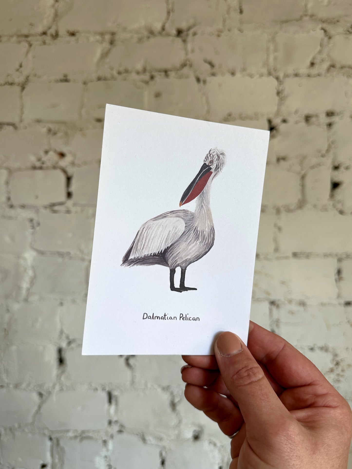 Dalmatian Pelican Postcard