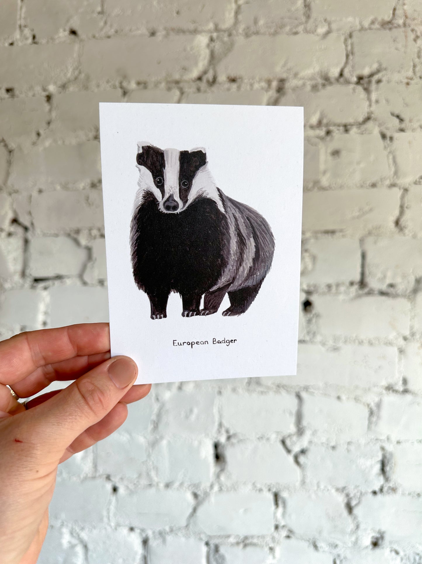 European Badger Postcard