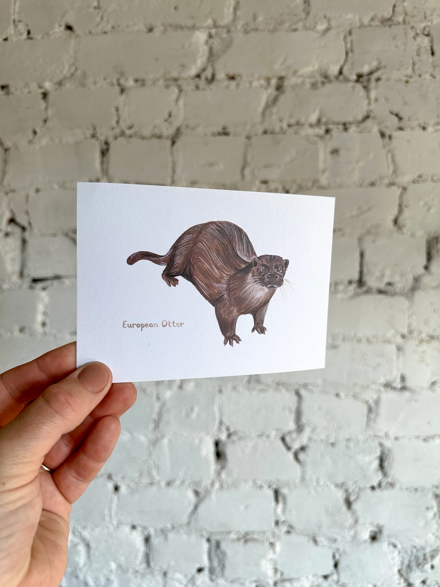 European Otter Postcard