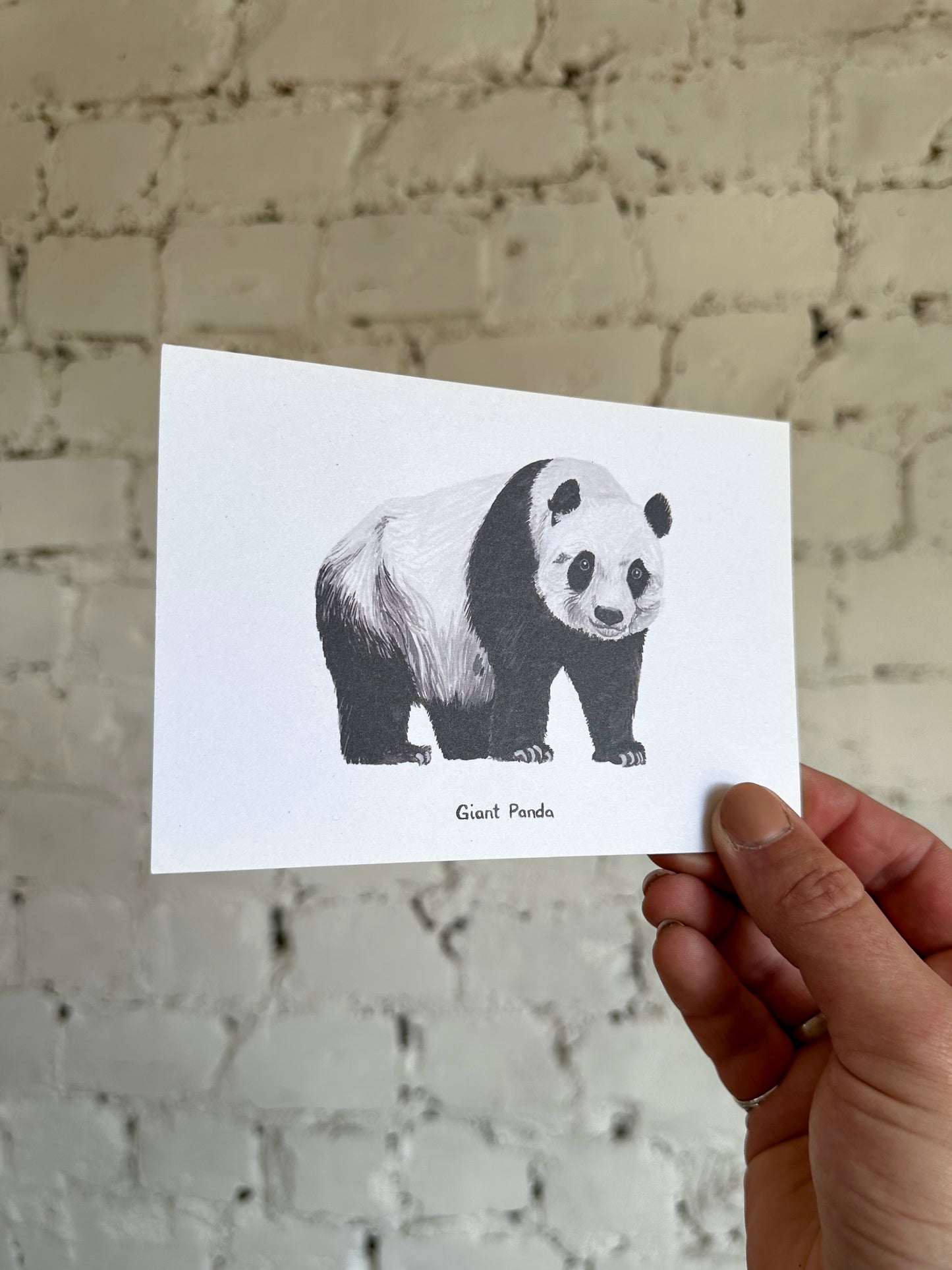 Giant Panda Postcard