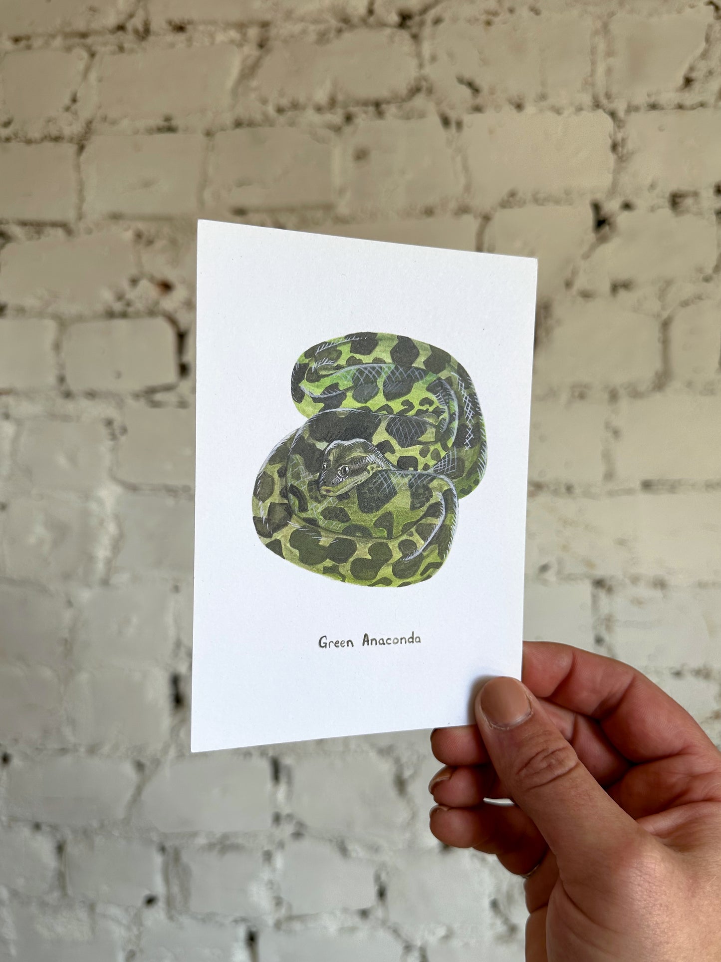 Green Anaconda Postcard
