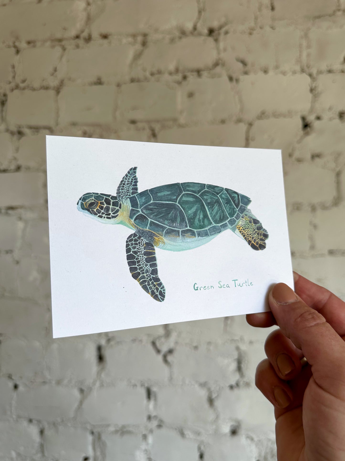 Green Sea Turtle Postcard