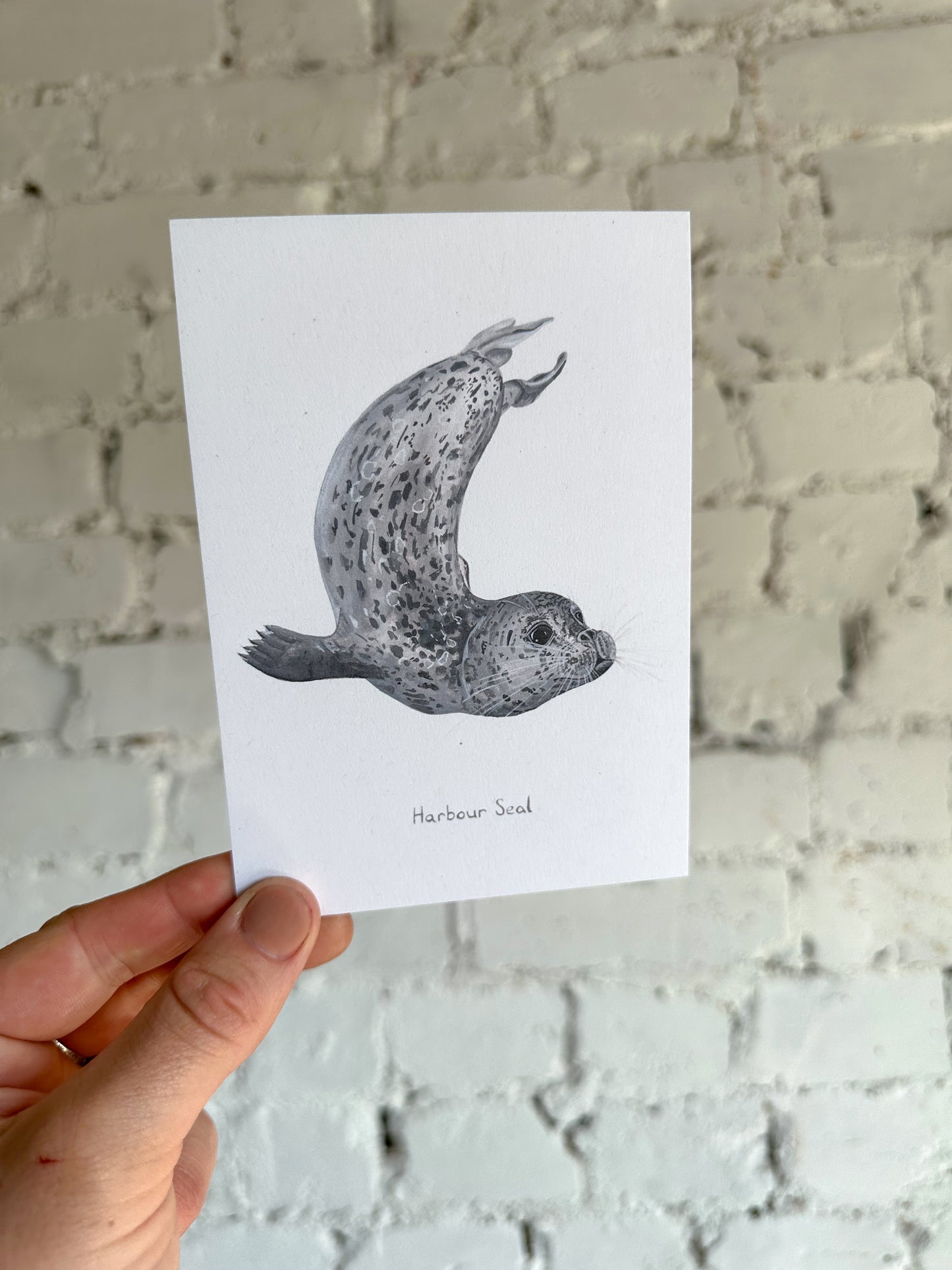 Harbour Seal Postcard