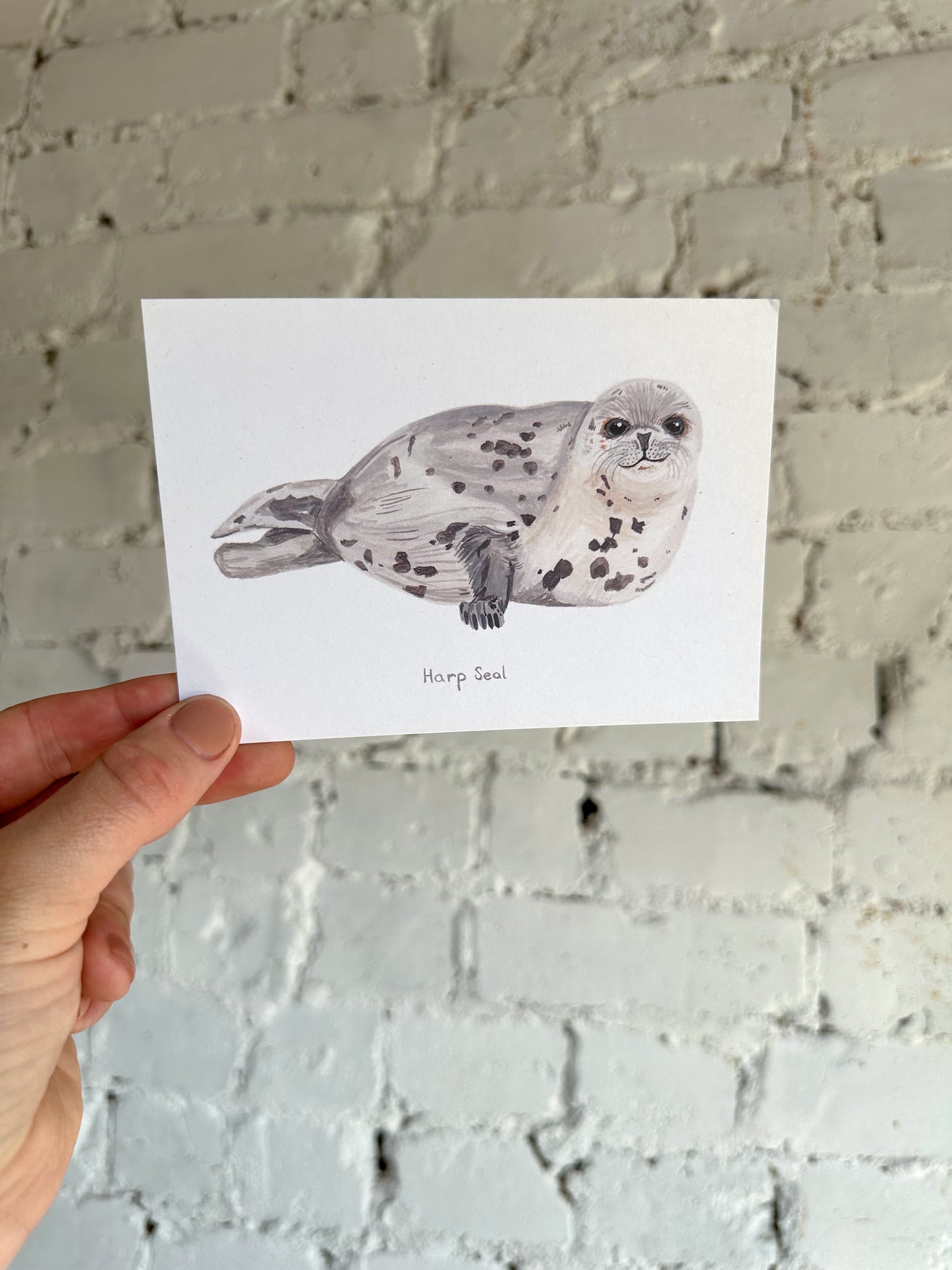 Harp Seal Postcard