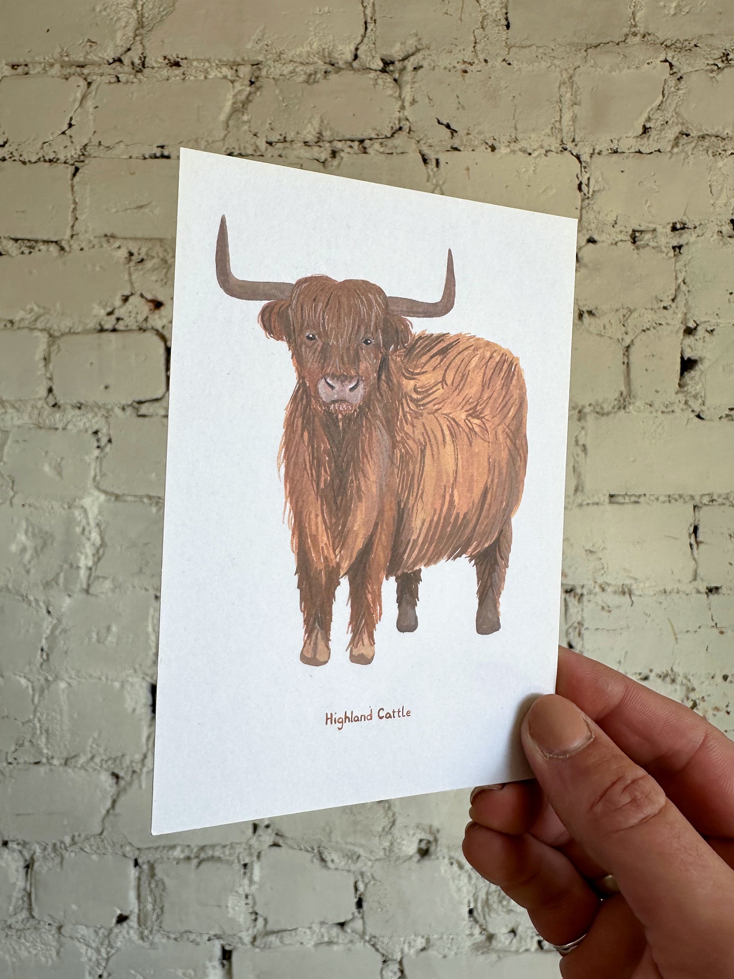Highland Cattle Postcard
