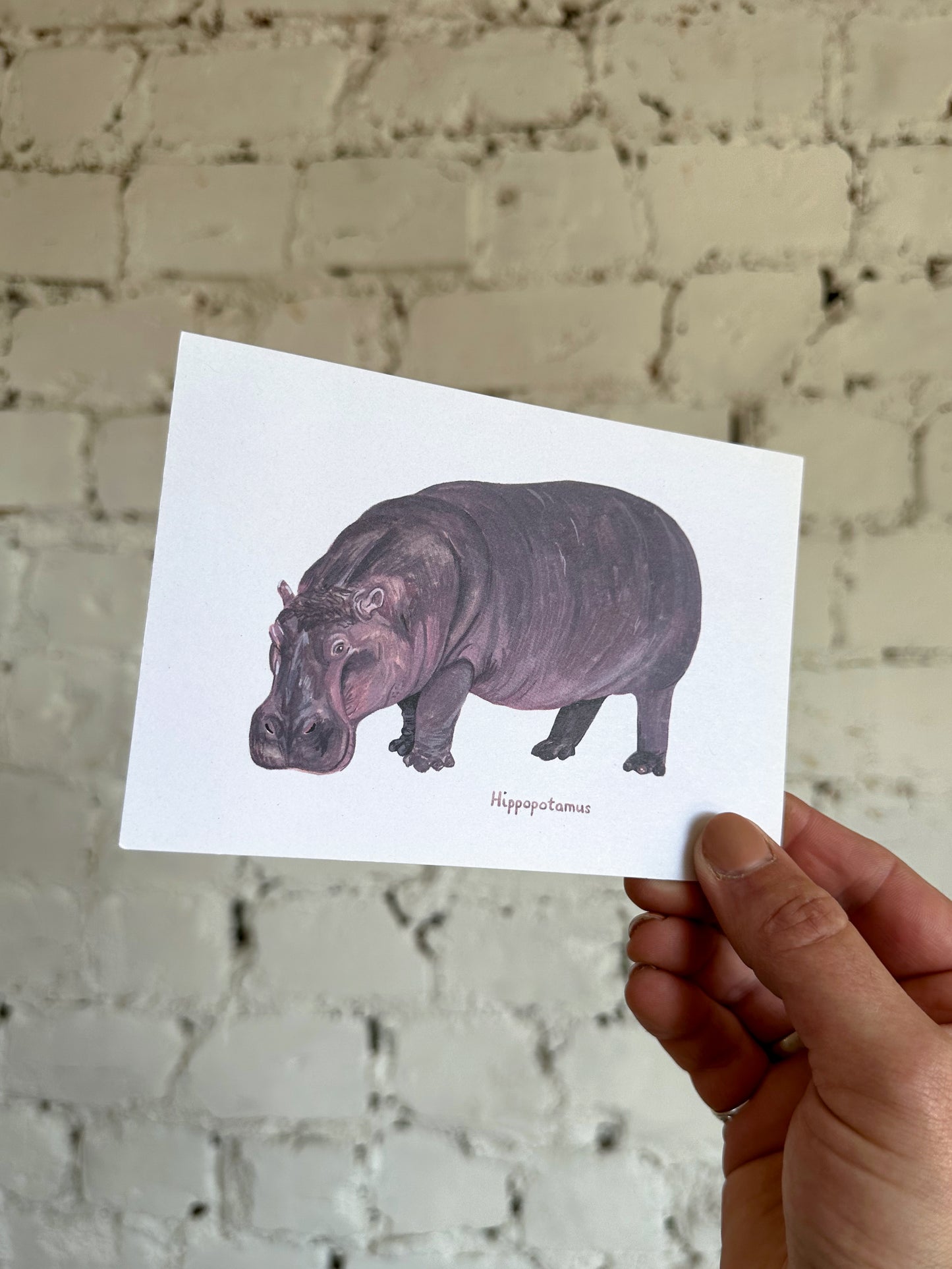Hippopotamus Postcard