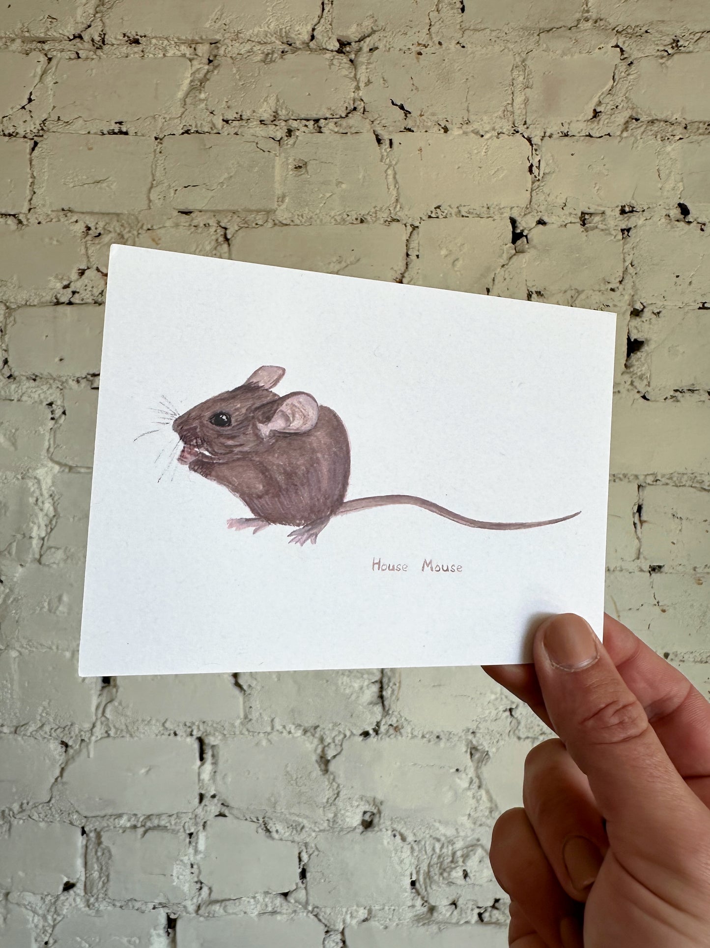 House Mouse Postcard