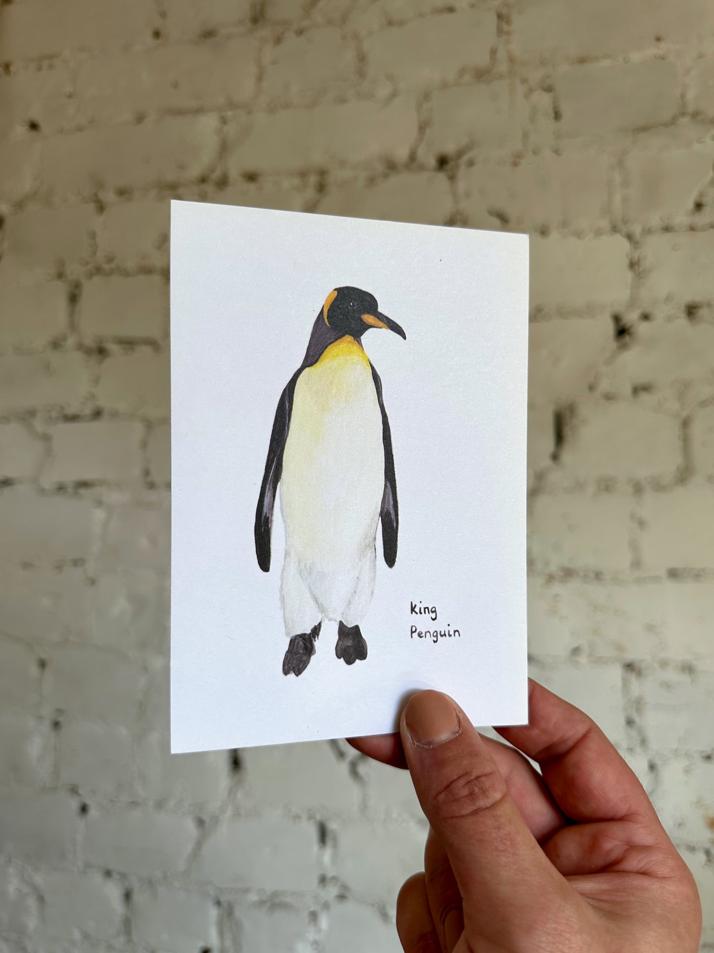 King Penguin Postcard