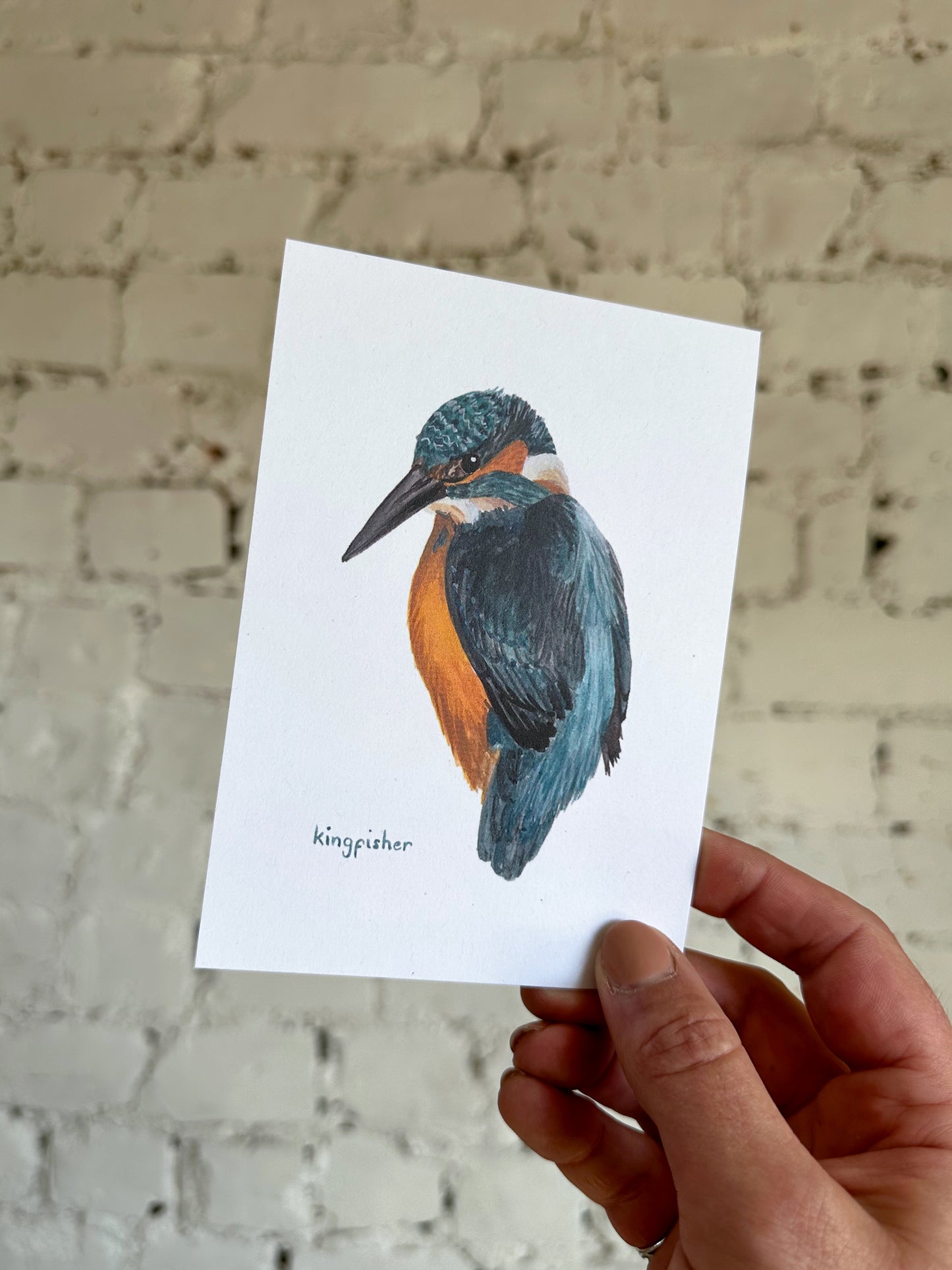 Kingfisher Postcard