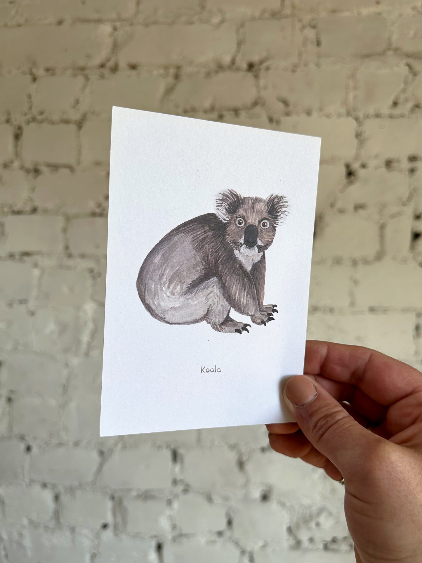 Koala Postcard