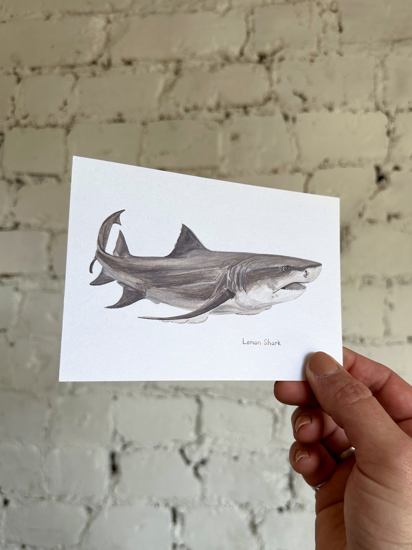 Lemon Shark Postcard