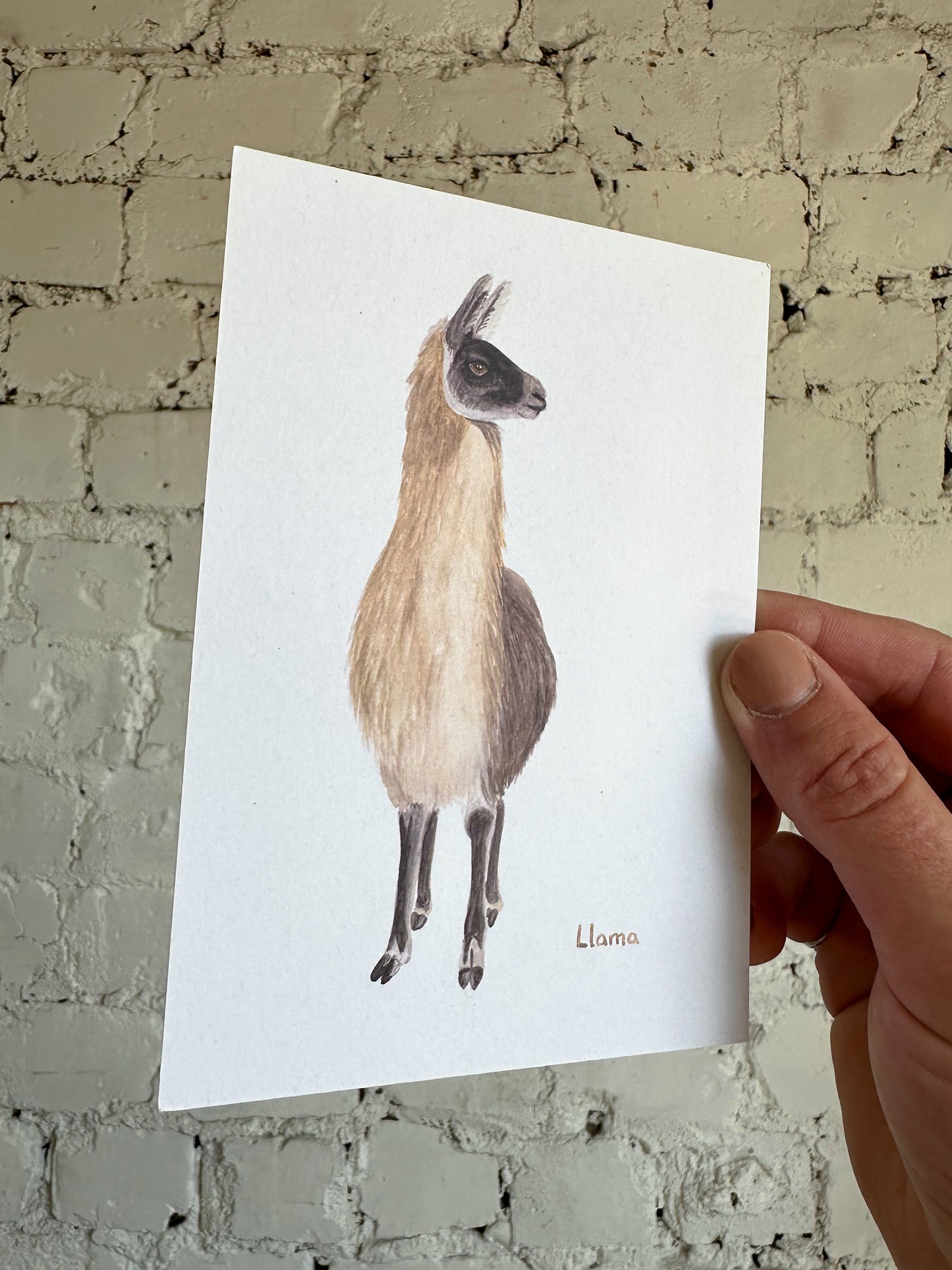 Llama Postcard