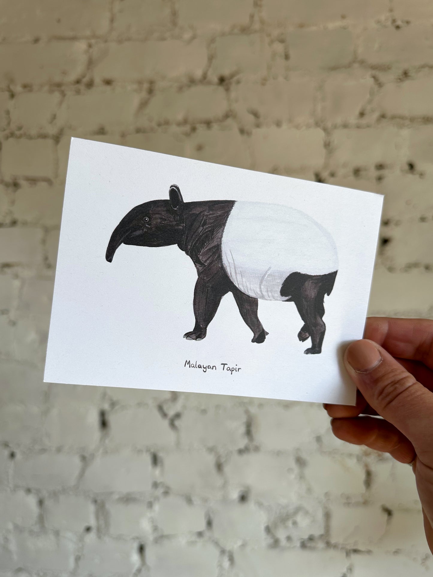 Malayan Tapir Postcard