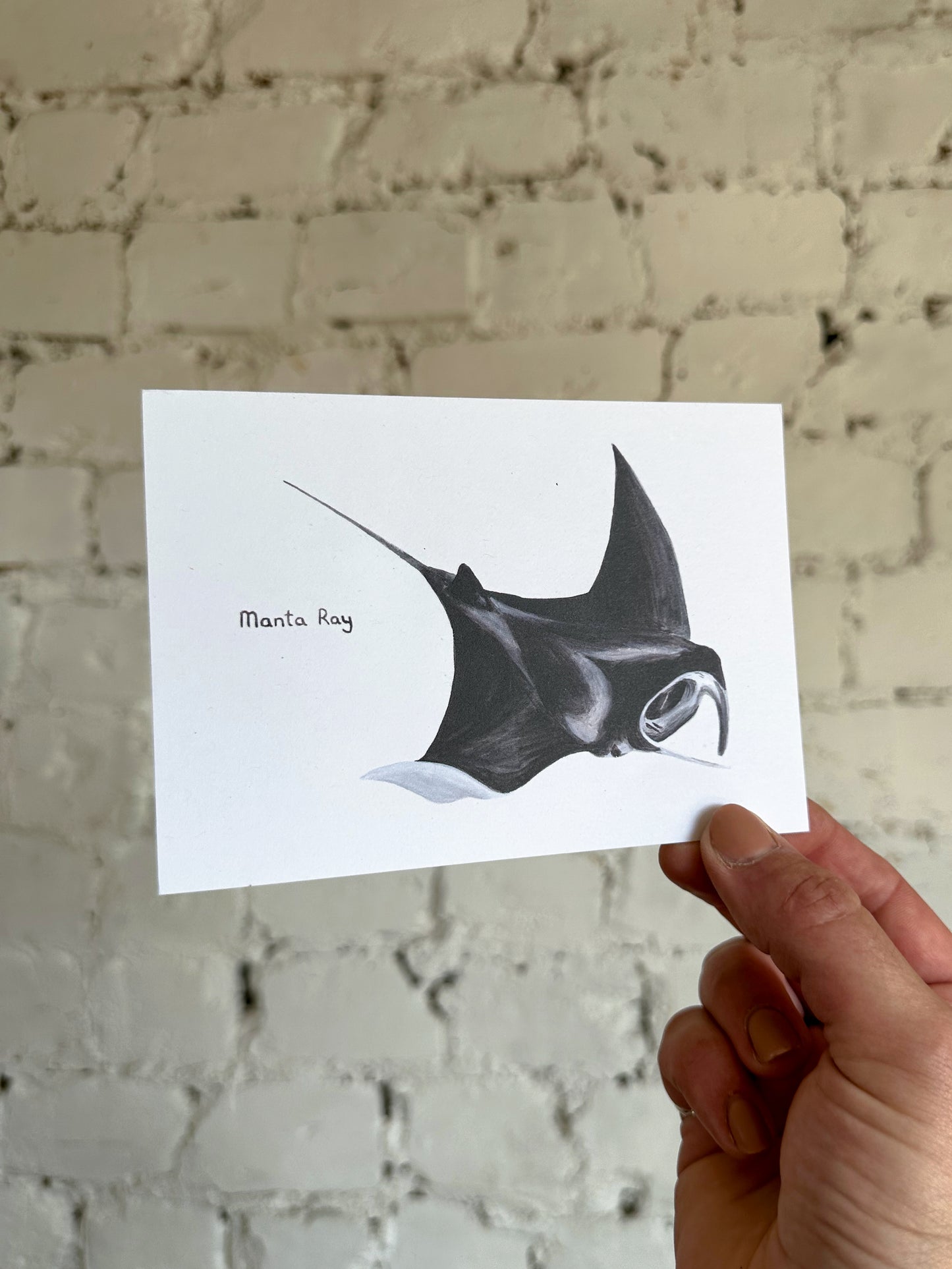 Manta Ray Postcard