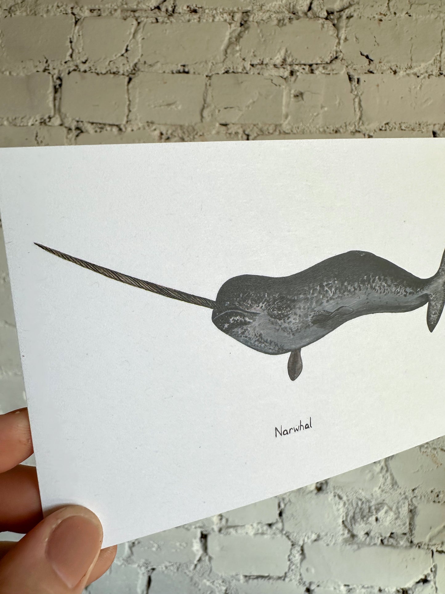 Narwhal Postcard