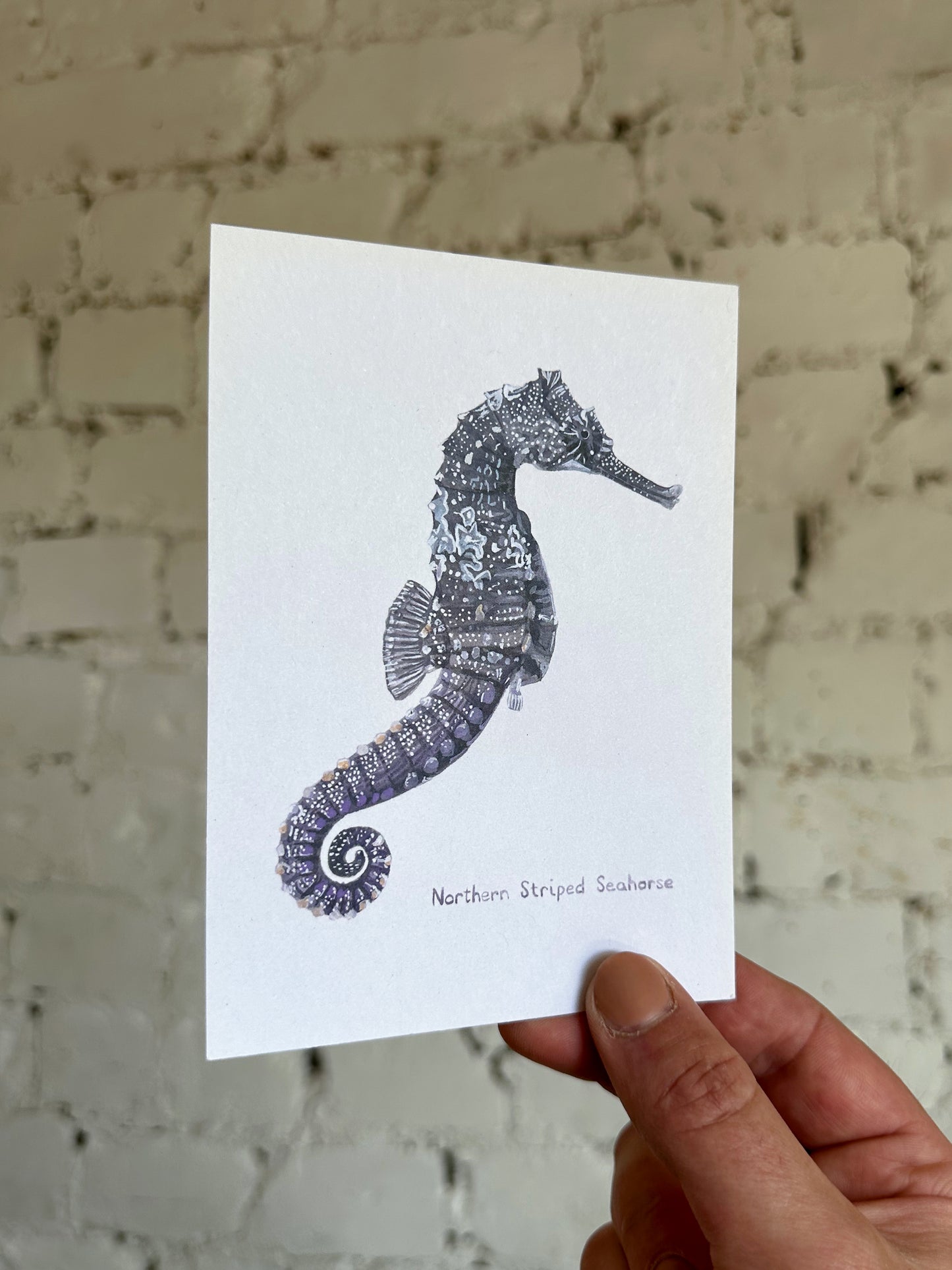 Northern Striped Seahorse Postcard