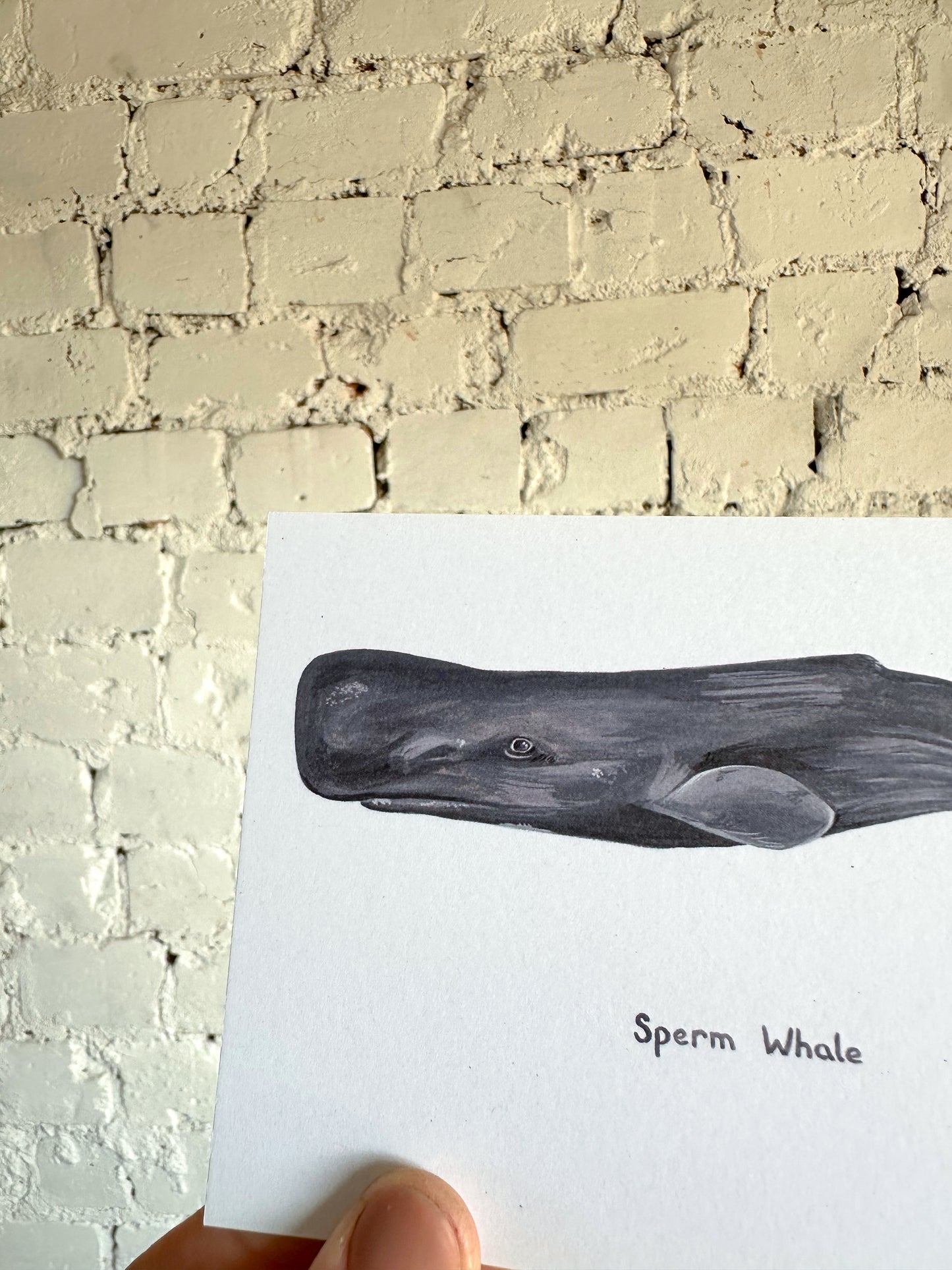 Sperm Whale Postcard