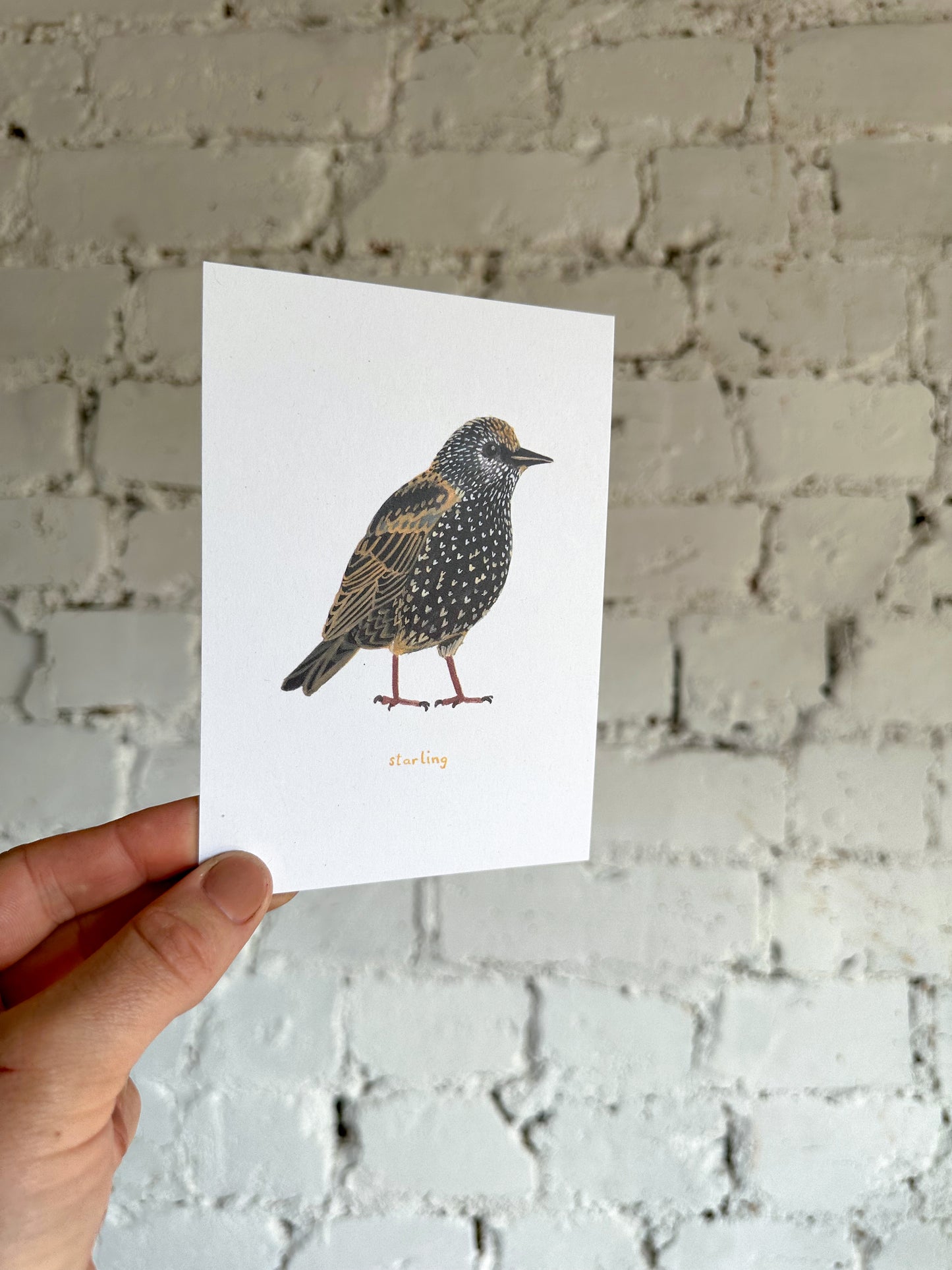 Starling Postcard