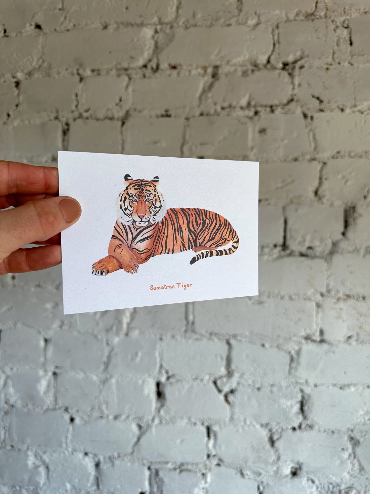 Sumatran Tiger Postcard