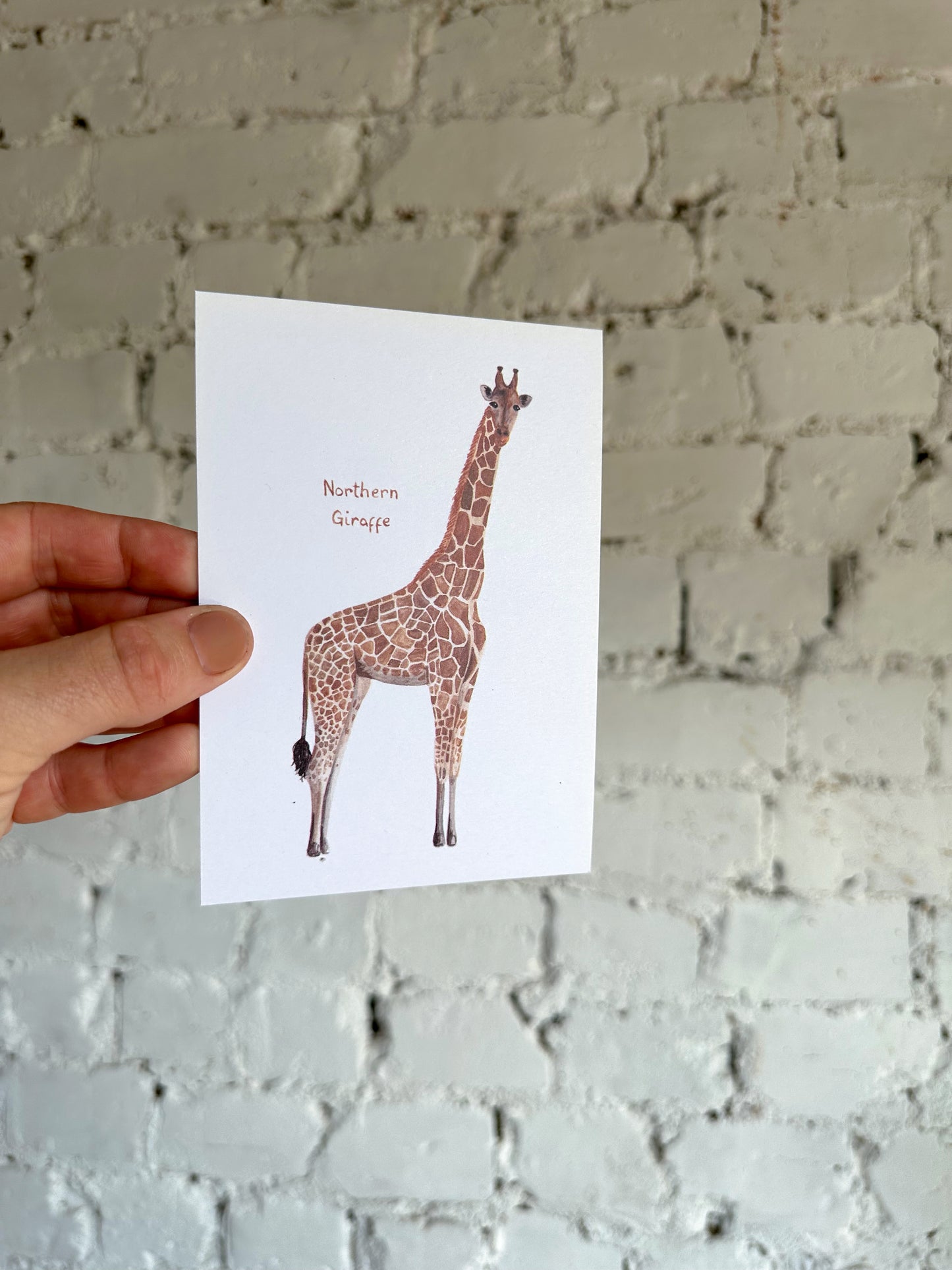 Northern Giraffe Postcard