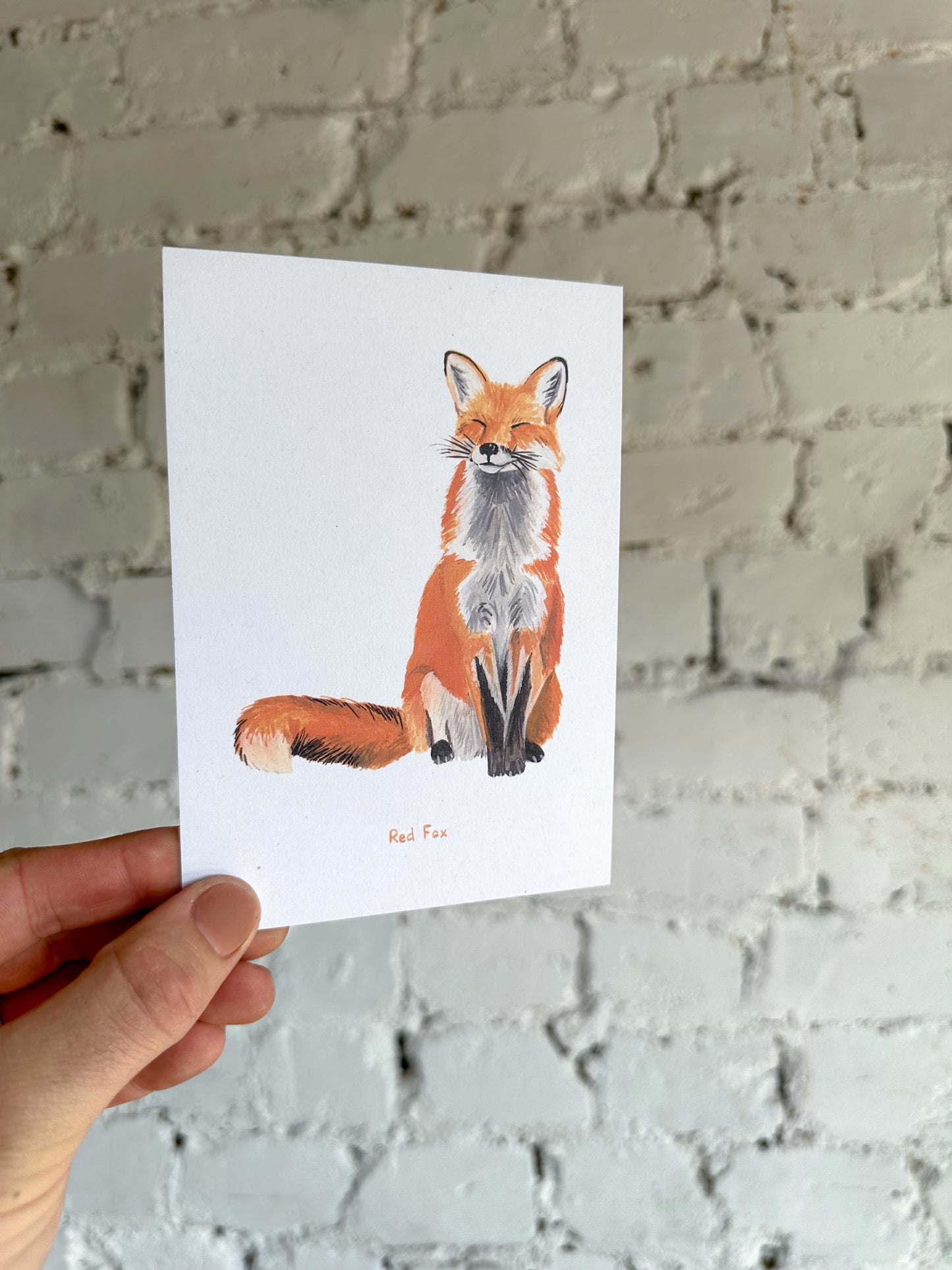 Red Fox Postcard