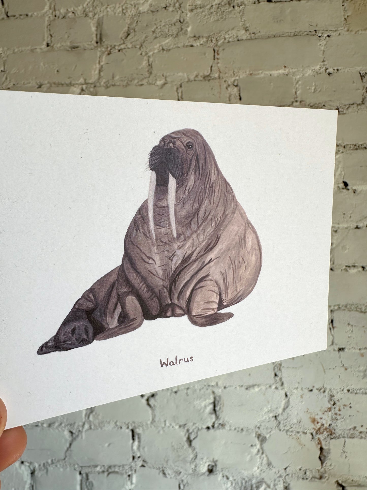 Walrus Postcard