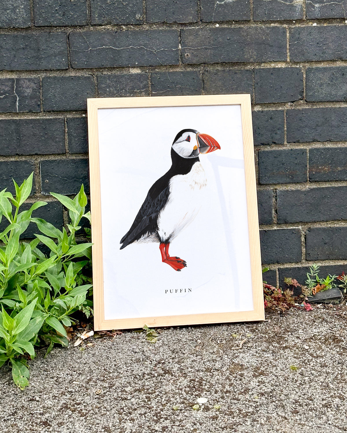 Puffin Art Print