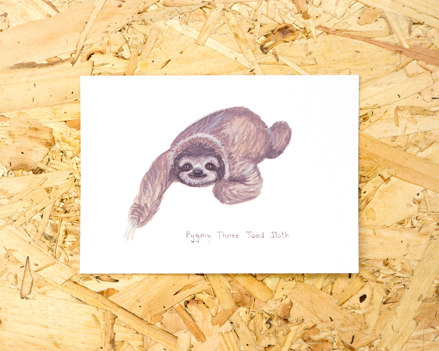 Pygmy Three Toed Sloth Postcard